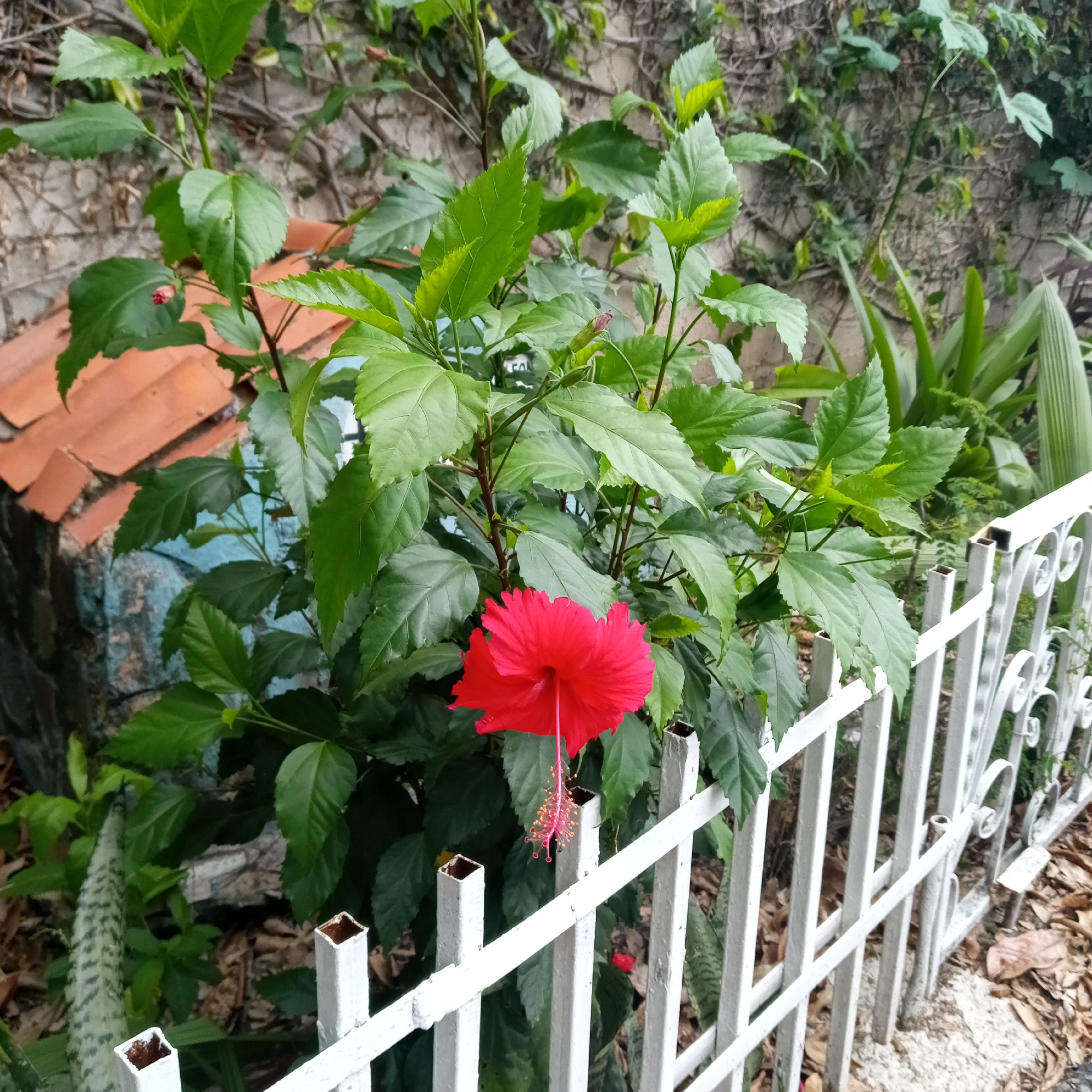 A red hibiscus flower is blooming in front of a white metal fence. The fence borders a small yard or garden area with other green plants, including a cactus. A small, decorated structure with a red tile roof sits behind the hibiscus. The scene is framed by a wall covered in vines and greenery, suggesting an urban garden setting in El Limon, Venezuela.