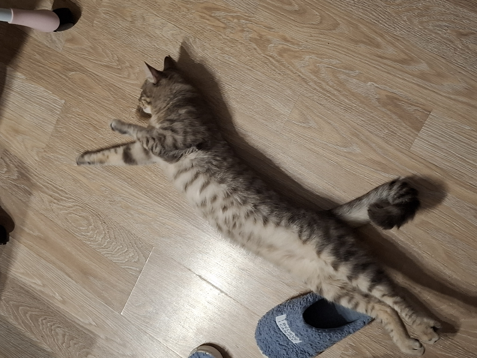 A tabby cat lies on its back on a light-colored wooden floor. The cat is elongated and appears to be relaxed. Its paws are spread out, and its legs are bent. A blue slipper is visible to the left of the cat's hindquarters. The floor has a wood grain pattern. The lighting suggests an indoor environment, possibly a home. There are no people visible in the image. The location is unknown.