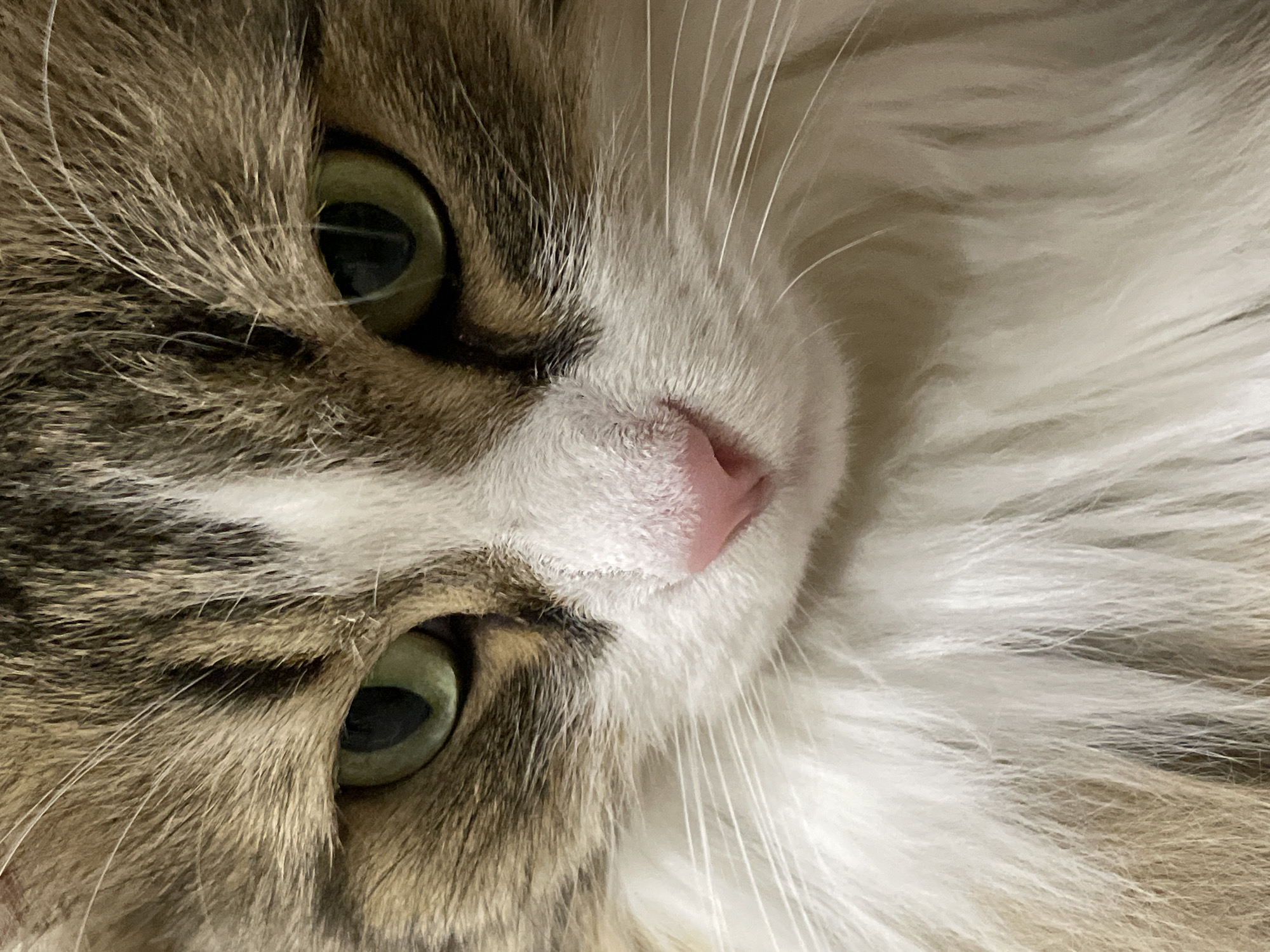 The image shows a close-up of a cat's face, tilted. The cat has green eyes, brown and white fur, and a pink nose. The fur is long and fluffy. There is no indication of the city of Izhevsk, Russia, or any other location. The image focuses solely on the cat's facial features.