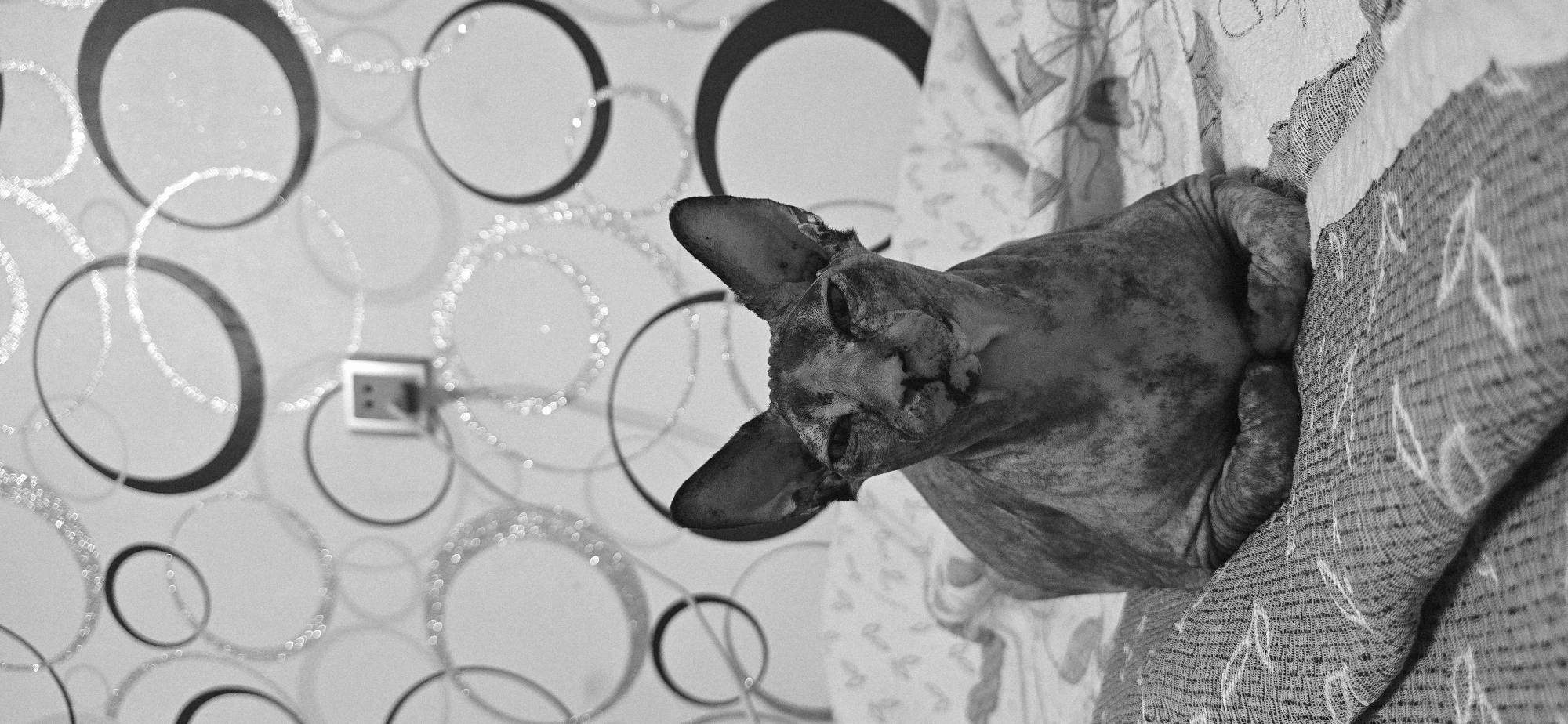 The black and white media file depicts a Sphynx cat nestled into a textured fabric. The cat, with its characteristic wrinkled skin and large ears, is the primary subject, its head resting downwards. It appears to be in a relaxed or possibly sleeping state, with its eyes closed. The background features patterned wallpaper with a design of concentric circles, some of which have a shimmering or glittery appearance. A silver electrical outlet is visible on the wallpaper. The fabric the cat is resting on has a patterned texture, with lighter lines forming a leaf-like design against a darker weave. The lighting appears to be indoor, and the overall mood is serene and domestic. No text is visible in the image. The location context is Baku, Azerbaijan.