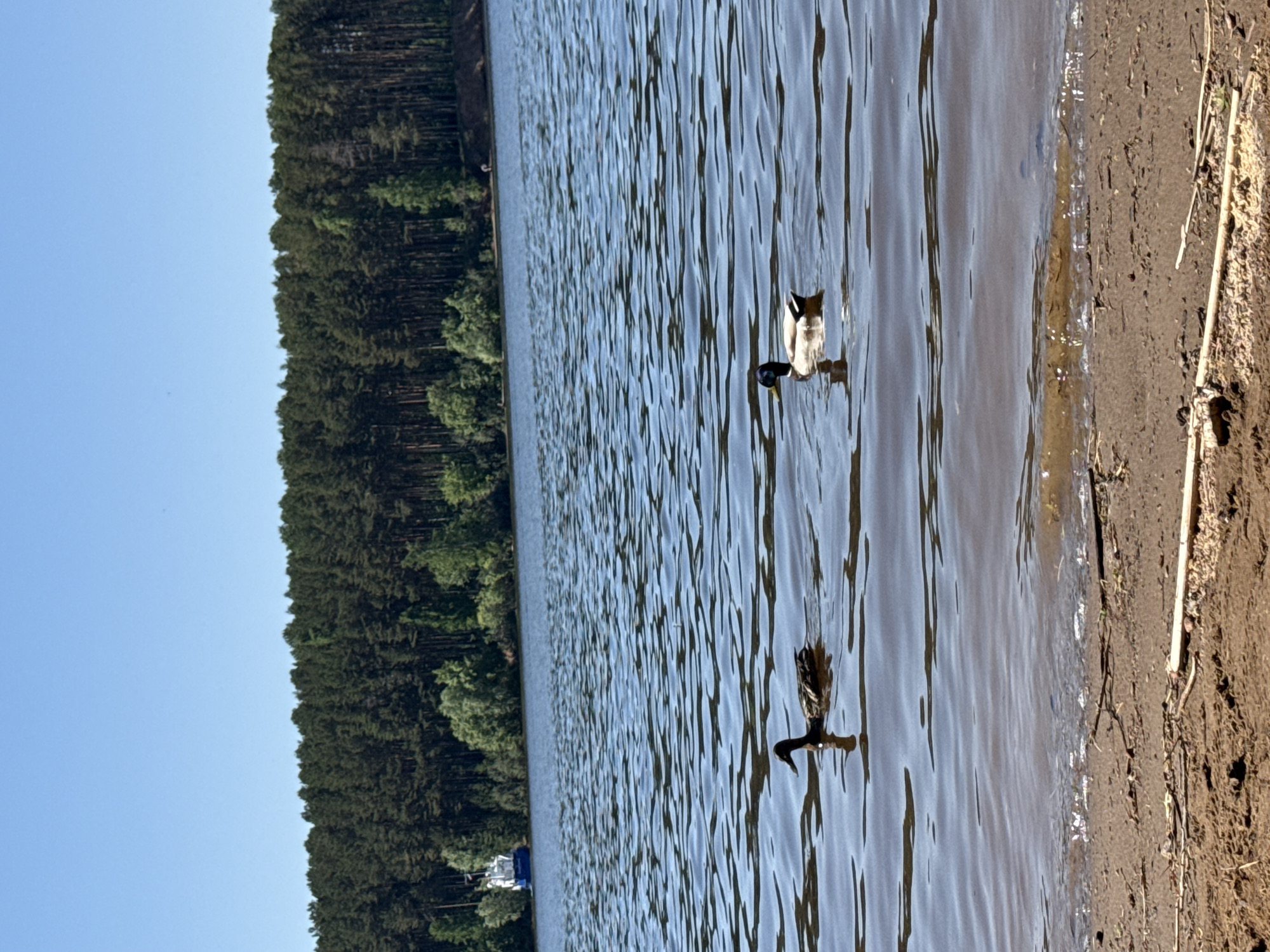 The image depicts a body of water bordered by a dense forest on one side and a sandy or muddy shoreline on the other. Two ducks are swimming in the water. The sky is clear and blue. A small boat is visible near the shoreline. The location is Chaikovsky, Russia.