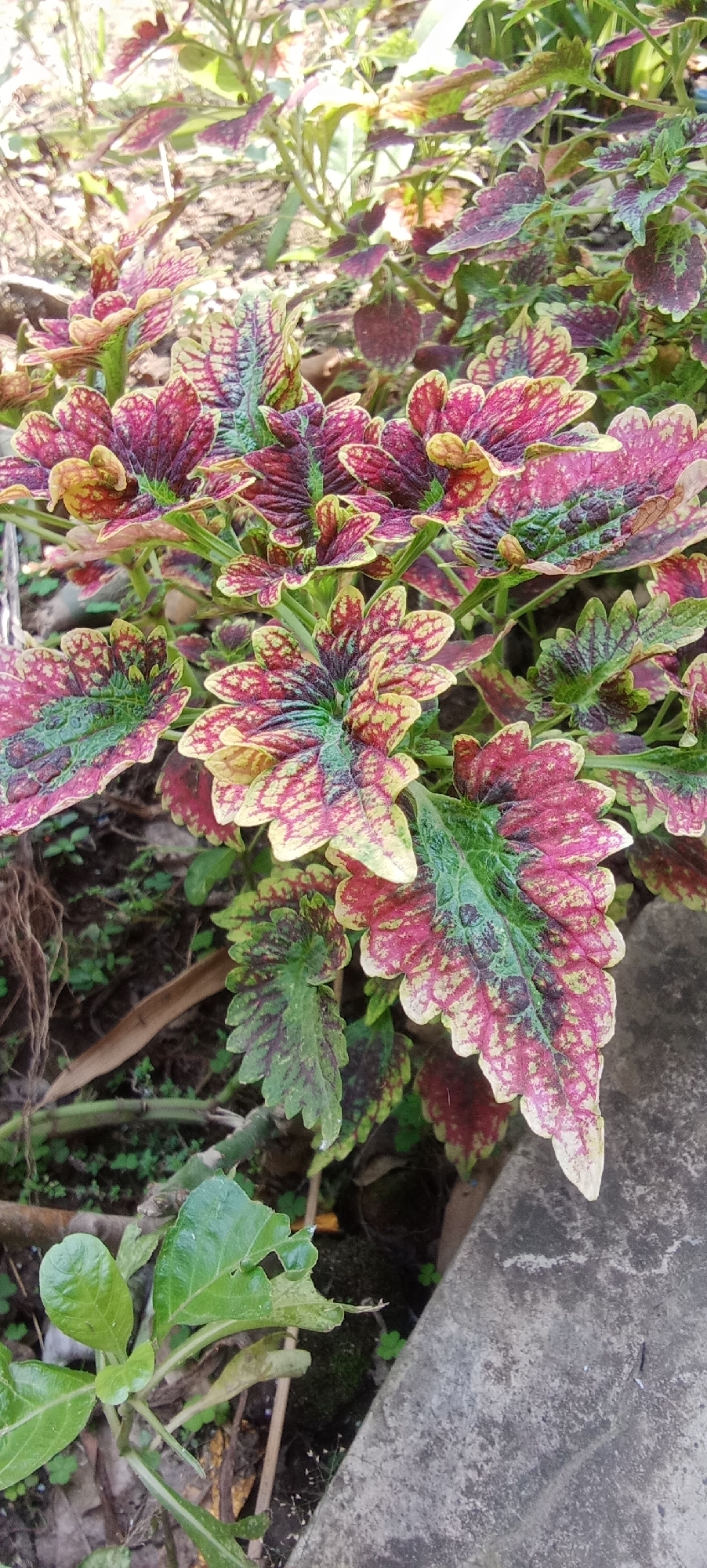 The image displays a close-up of vibrant coleus plants with intricately patterned leaves in shades of pink, green, and yellow. The leaves have serrated edges and appear to be growing in a garden setting. The background is a mix of dark soil, some dry leaves, and a concrete surface. There is a small green plant with a few damaged leaves in the lower left corner. The lighting suggests it is daytime, possibly with dappled sunlight. The image was captured in Kesamben, Indonesia.