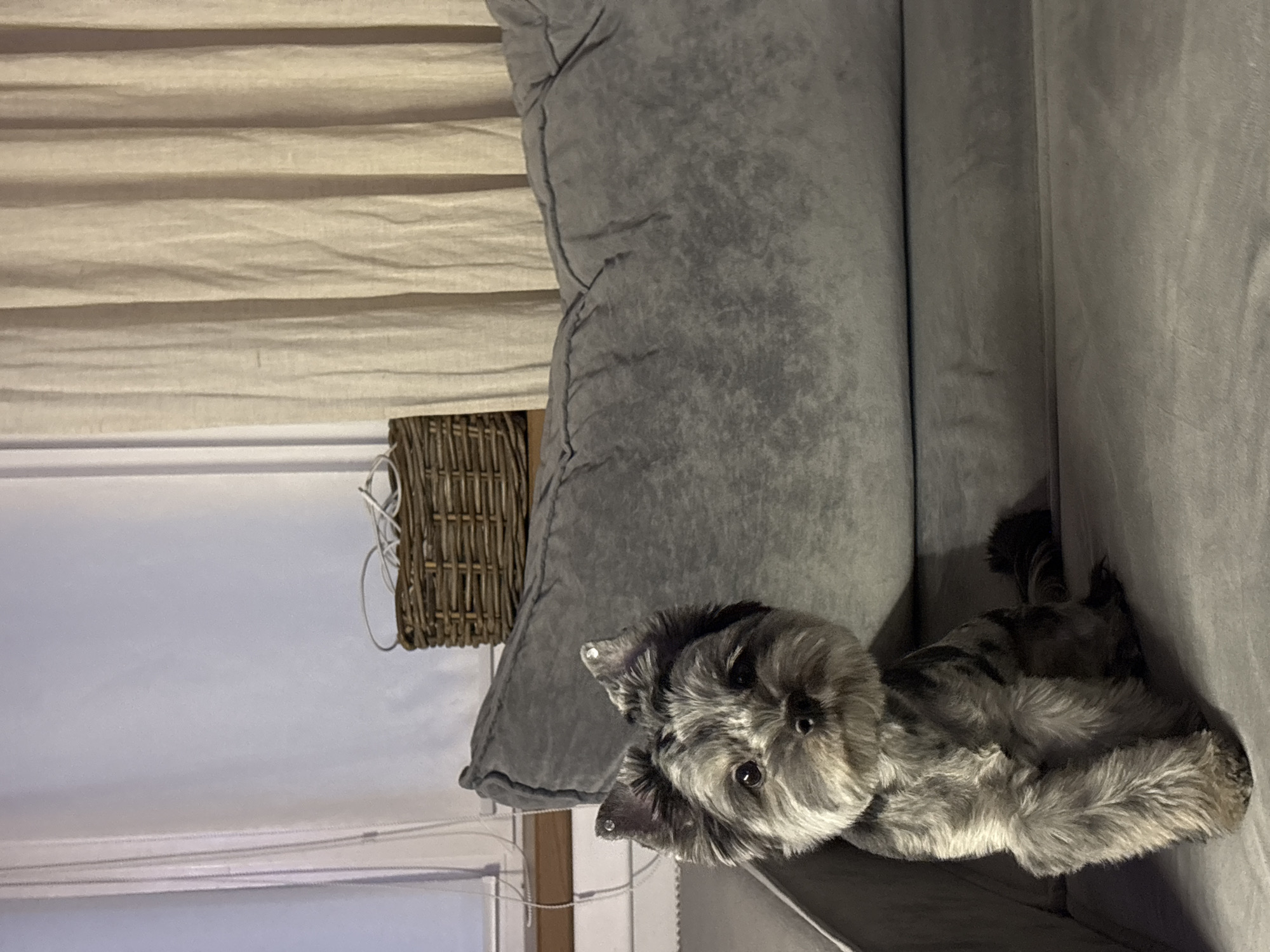 A small, grey and black-furred dog with pointy ears, adorned with what appear to be small rhinestones, sits facing forward on a plush grey sofa. The dog is positioned in the foreground, slightly to the left of the frame. Behind the dog, the sofa continues, with a large, tufted grey cushion forming the background. To the right of the dog and behind the cushion, a woven basket filled with white cables sits near a window with light-colored curtains. The overall scene suggests an indoor setting, likely a living room, with soft lighting. The location in the city of Chaikovsky, Russia is not discernible from the image.