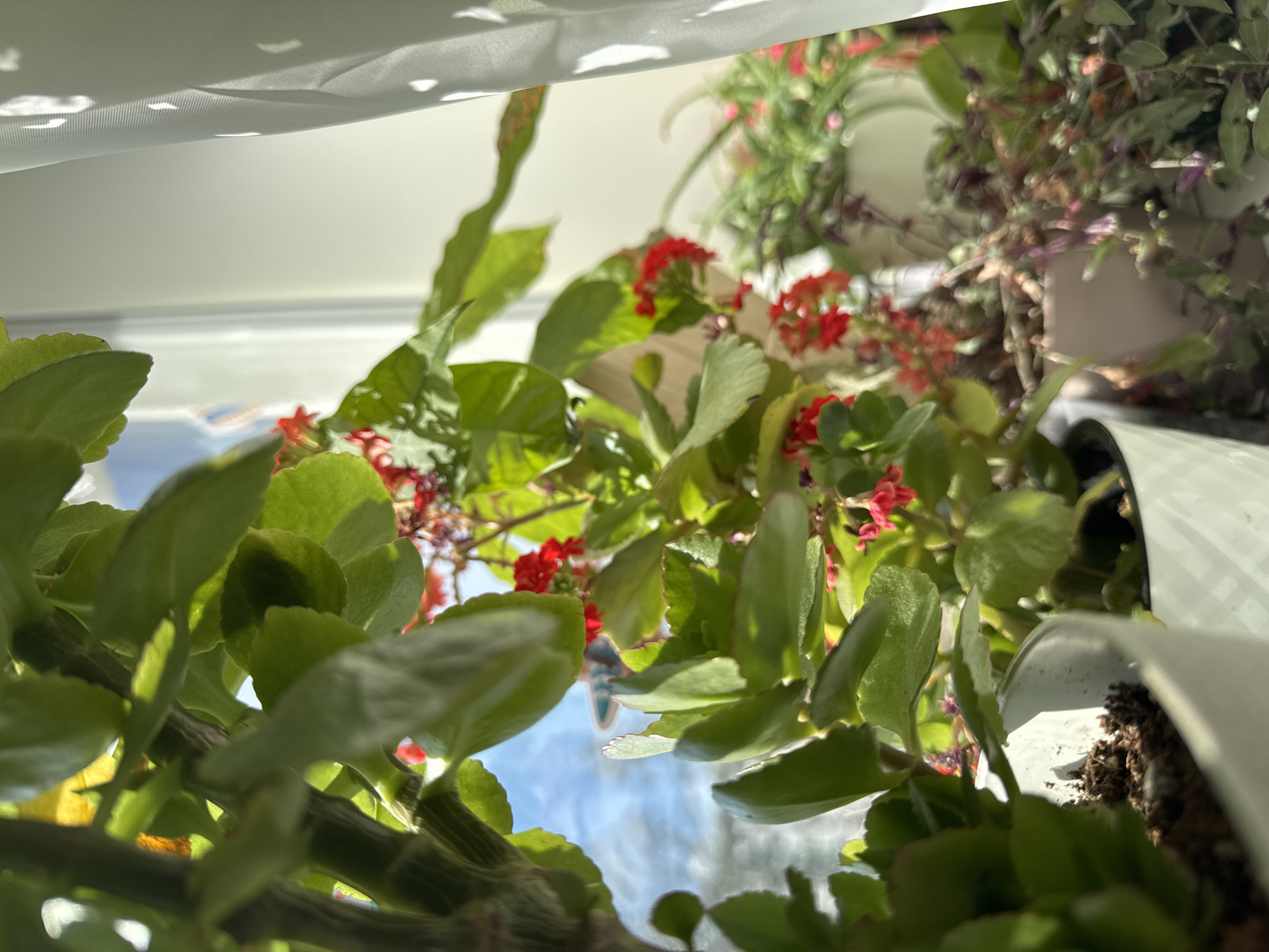 The image shows a close-up view of several potted plants inside a room. Predominantly, there are green-leaved plants with clusters of small red flowers. In the background, other plants with a mix of green and purple leaves are visible. The plants are positioned near a window covered with a sheer white curtain, letting in diffused sunlight. The sky is visible through gaps in the foliage, suggesting a daytime setting. The scene does not provide conclusive evidence to confirm the image was taken in the city of Chaikovsky, Russia. No people are visible.
