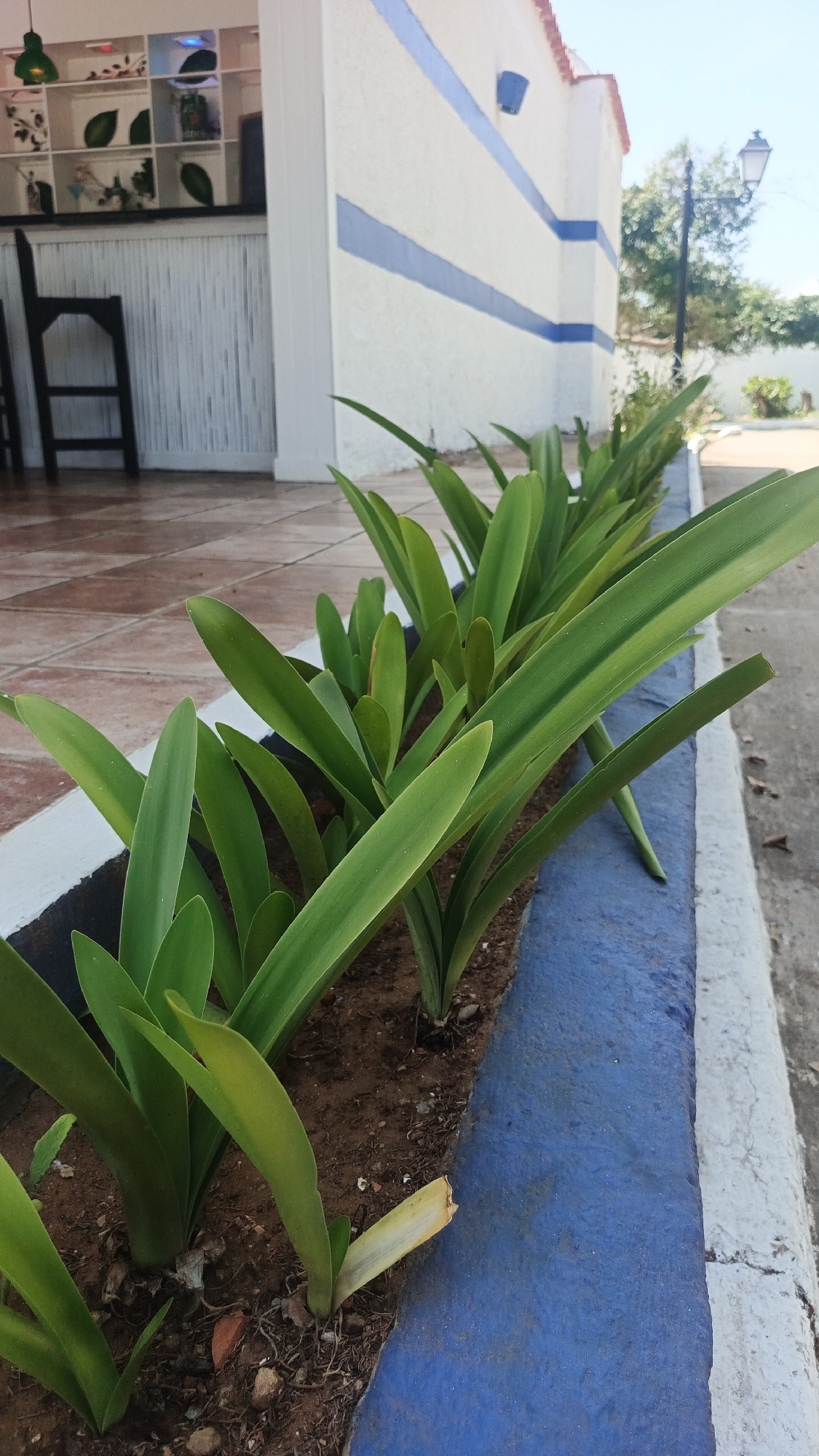 The image shows a row of green plants in a blue planter alongside a white building with blue stripes. A tiled patio is adjacent to the planter. In the background, there is a partially visible outdoor bar area with a black chair and a decorated shelf, along with a distant street lamp. The sky is visible at the top of the frame.