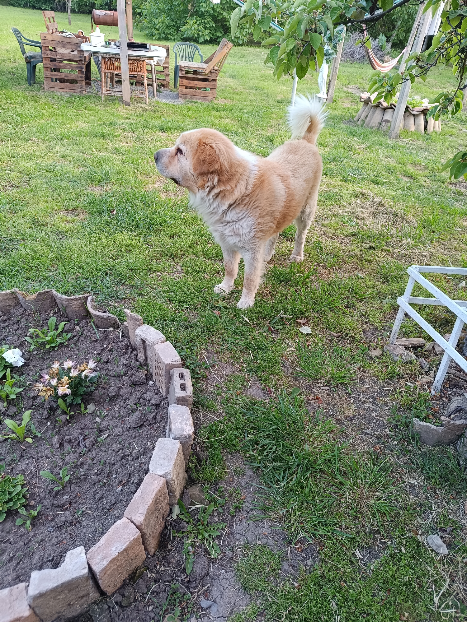 A medium-sized, light brown and white dog stands in a grassy yard. The dog is facing left, with its head turned slightly upward. A brick-edged flower bed containing flowers is located in the foreground. A white, broken wooden structure is to the right of the flower bed. In the background, there is outdoor furniture constructed of wooden pallets, including a table and chairs. A hammock is visible hanging between two trees. The location appears to be a backyard or garden. The city of Vasil Drumev, Bulgaria is not directly identifiable from the image.
