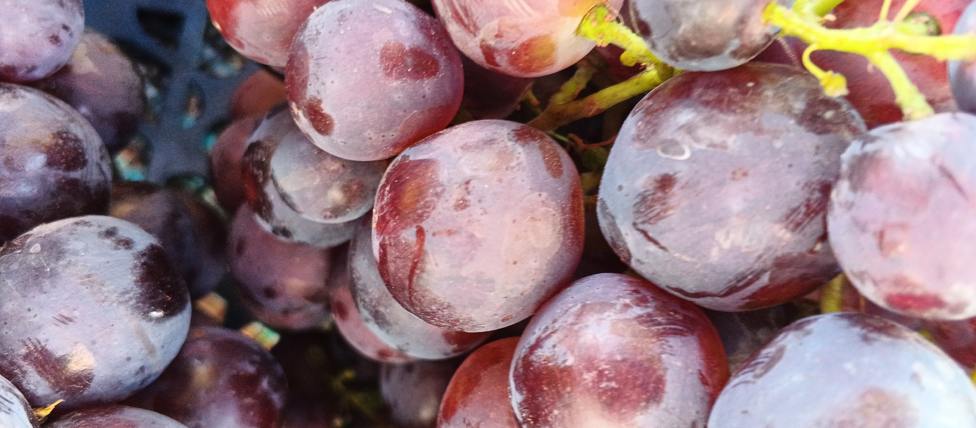 A close-up, overhead shot shows a cluster of red globe grapes. The grapes are plump and round, with a deep reddish-purple hue and a dusty, matte coating. Some have a lighter, almost pinkish-red blush. A few have small water droplets visible on their surfaces. Green stems are visible in the upper right quadrant of the image, connecting some of the grapes. The background is dark and out of focus, suggesting the grapes are in a container or on a surface. The image does not provide any information about a specific location in Smila, Ukraine, or any people or actions.