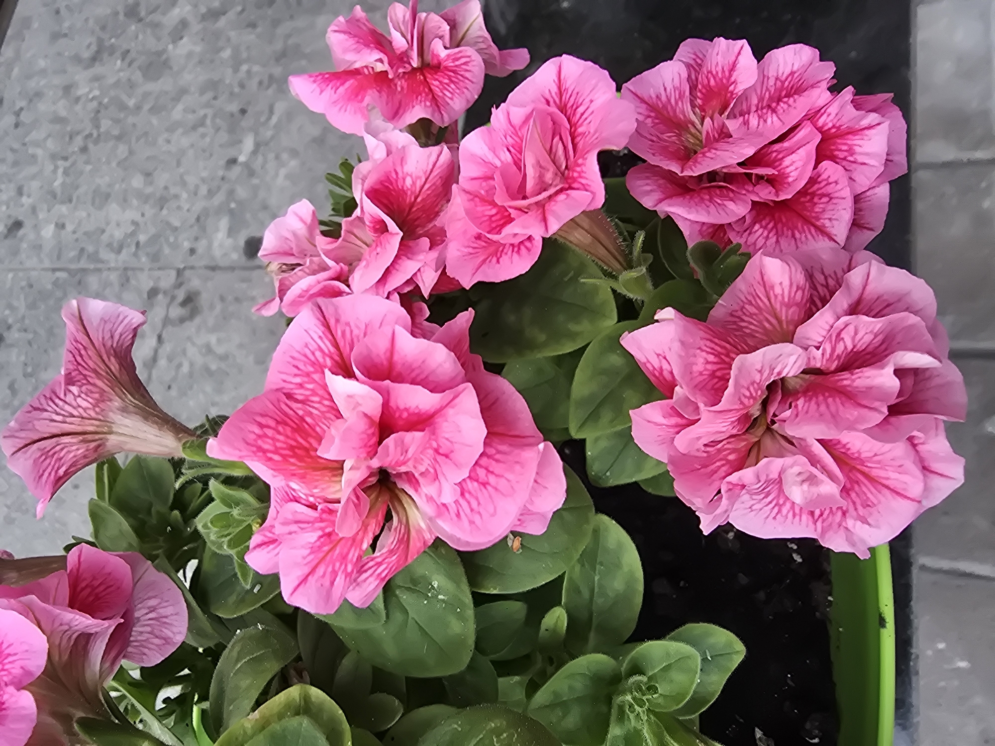A close-up, overhead shot captures several vibrant pink petunias in bloom, arranged in a green planter. The flowers, with their ruffled petals and dark pink veins, are the primary focus. Lush green leaves surround the blossoms, and a dark potting soil is visible in the lower left portion of the frame. The background consists of a textured, gray surface, possibly a wall or paving stones. There are no people or animals visible in the image, and no specific identifiable landmarks to determine a location within Vyshneve, Ukraine. The scene appears to be an outdoor setting, likely a garden or patio.