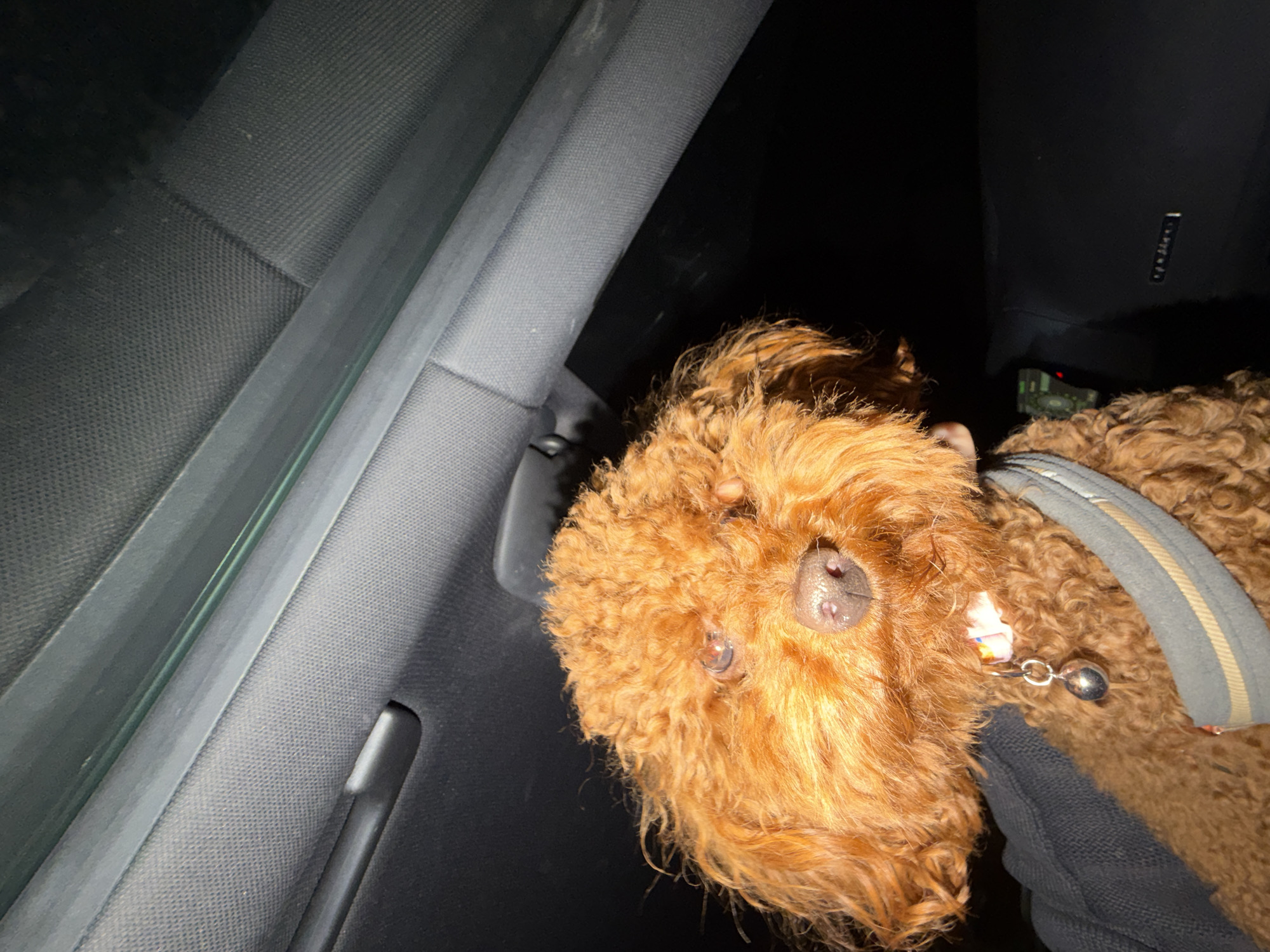 A close-up, high-angle shot shows a brown, poodle-like dog with a grey harness and small bell, seemingly inside a vehicle. The dog's face is prominent, with its nose and curly fur in focus. The car's interior, including a window, seat, and door panel, is visible. The scene is dark, possibly at night, but there are no indicators of the city of Sofia, Bulgaria. The image focuses on the dog and the interior of the vehicle.