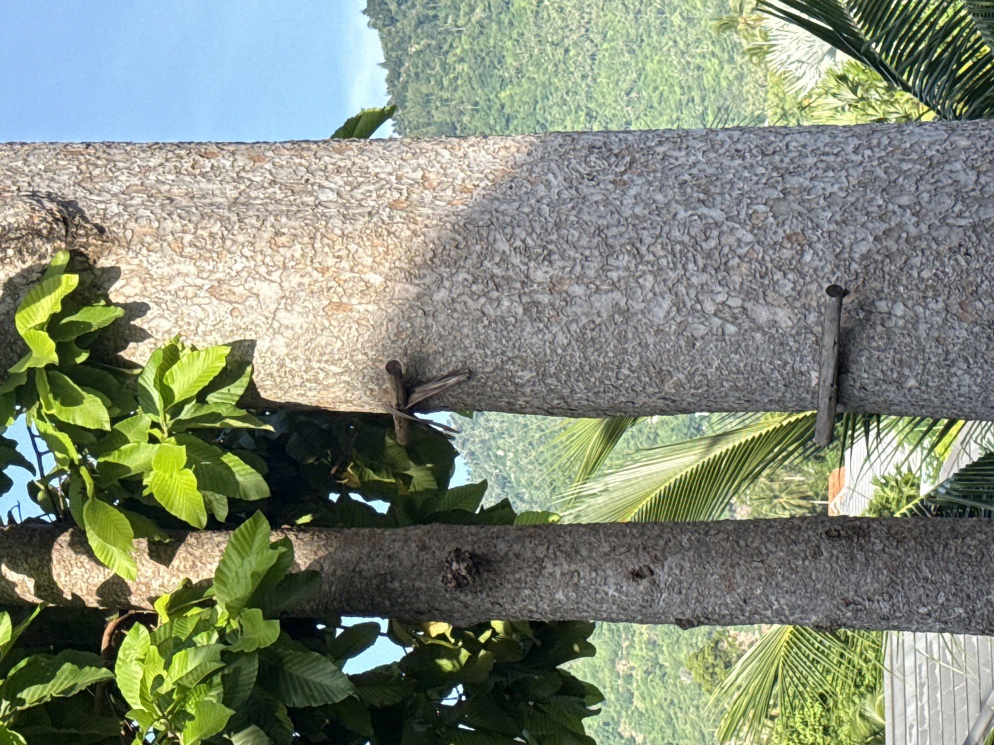 Two large tree trunks dominate the foreground of the image. The left trunk is partially obscured by vibrant green leaves, while the right trunk, with its textured, grayish-brown bark, displays two horizontal wooden structures attached to its surface. One is a more rustic, X-shaped piece of wood near the top, and the other is a single, simpler wooden beam lower down. The background reveals a lush, green hillside covered in dense vegetation, likely tropical trees and foliage. The sky above is a clear, bright blue. The scene suggests an outdoor environment, possibly a garden or natural landscape, within the tropical climate of Baan Lamai, Thailand.