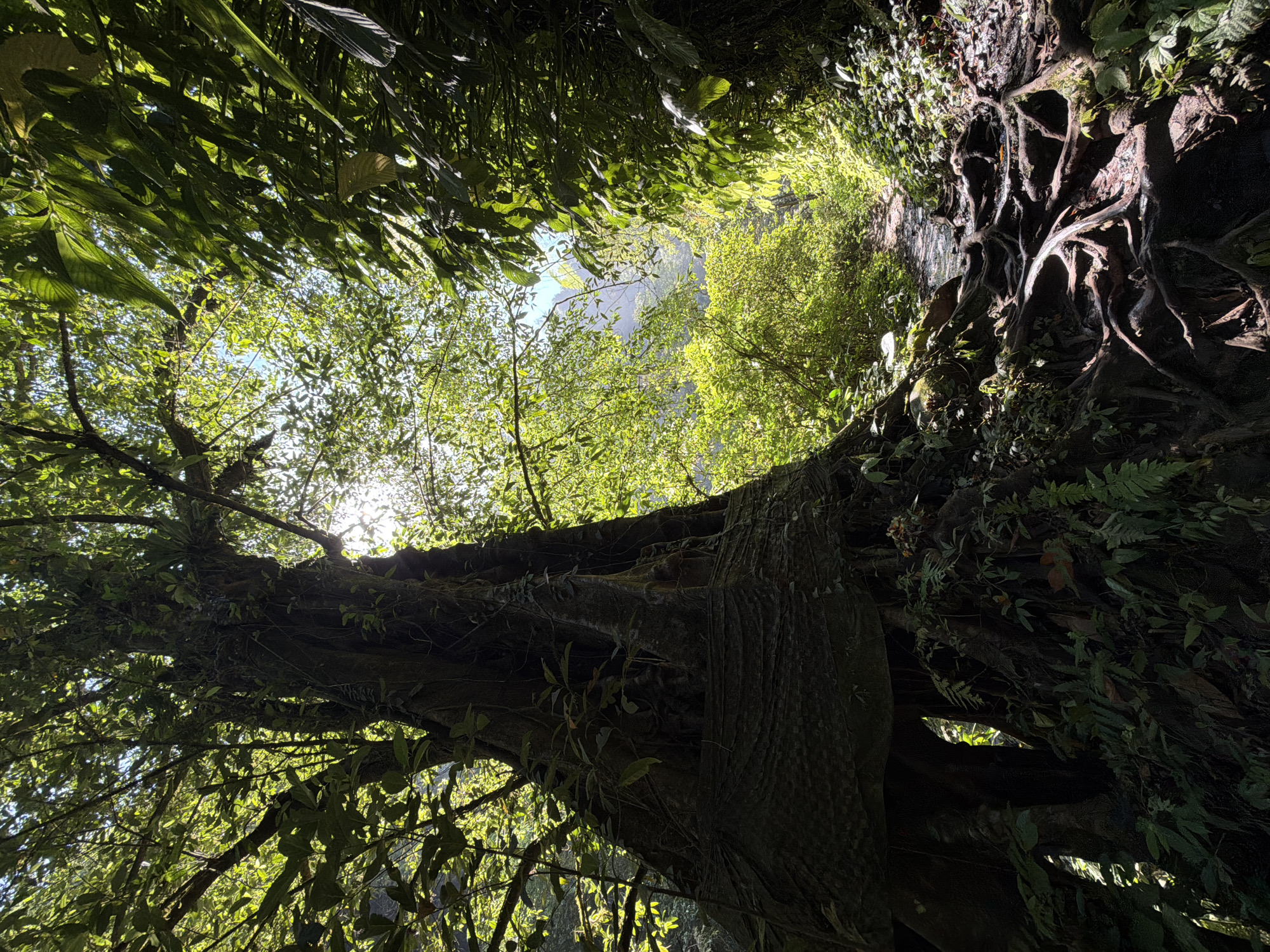 A sun-dappled jungle path winds through lush vegetation, dominated by a massive, ancient tree on the left. The tree's dark, gnarled trunk is partially obscured by dense foliage and a textured, woven material wrapping around its base. Exposed roots, thick and contorted, snake across the path and surrounding ground. Sunlight filters through the canopy, illuminating parts of the forest and creating a dramatic contrast between light and shadow. The path itself appears wet in places, suggesting recent rain or proximity to water. The scene evokes a sense of untamed wilderness, and is likely located in the dense rainforests surrounding Sawan, Indonesia, where such ancient flora is characteristic. No people are present in the image.