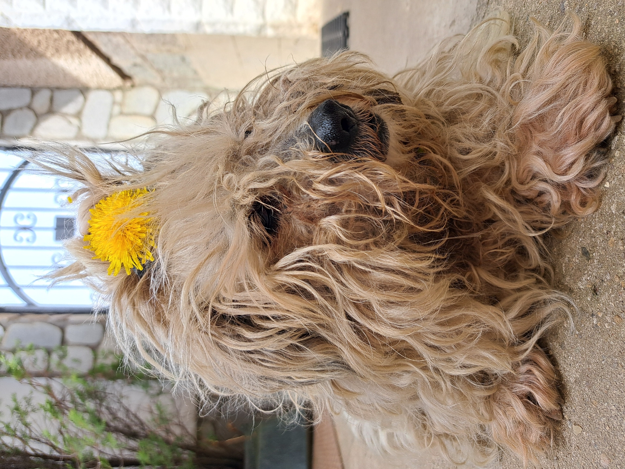 A dog with long, light brown, wavy fur is lying on a concrete surface. A yellow dandelion flower is attached to the dog's fur on the left side of its head. The dog's black nose is visible. In the blurred background, there is a wall with stone blocks, a black metal gate, and some green vegetation. The location appears to be outdoors.
