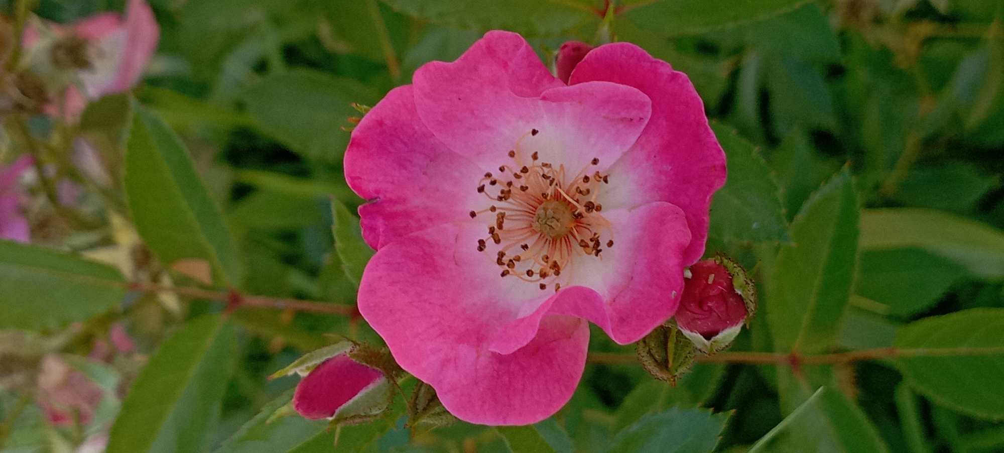 A close-up shot focuses on a vibrant pink rose in full bloom, its petals delicately unfurling. The center of the flower reveals a cluster of stamens, adorned with tiny, dark brown anthers. Two rosebuds, also a deep pink, are visible in the lower left and upper left quadrants of the image, their protective sepals slightly ajar. The background is a soft blur of lush green foliage, characteristic of a garden setting. The image does not contain any people or discernible urban elements that would allow for localization to Radisne, Ukraine.