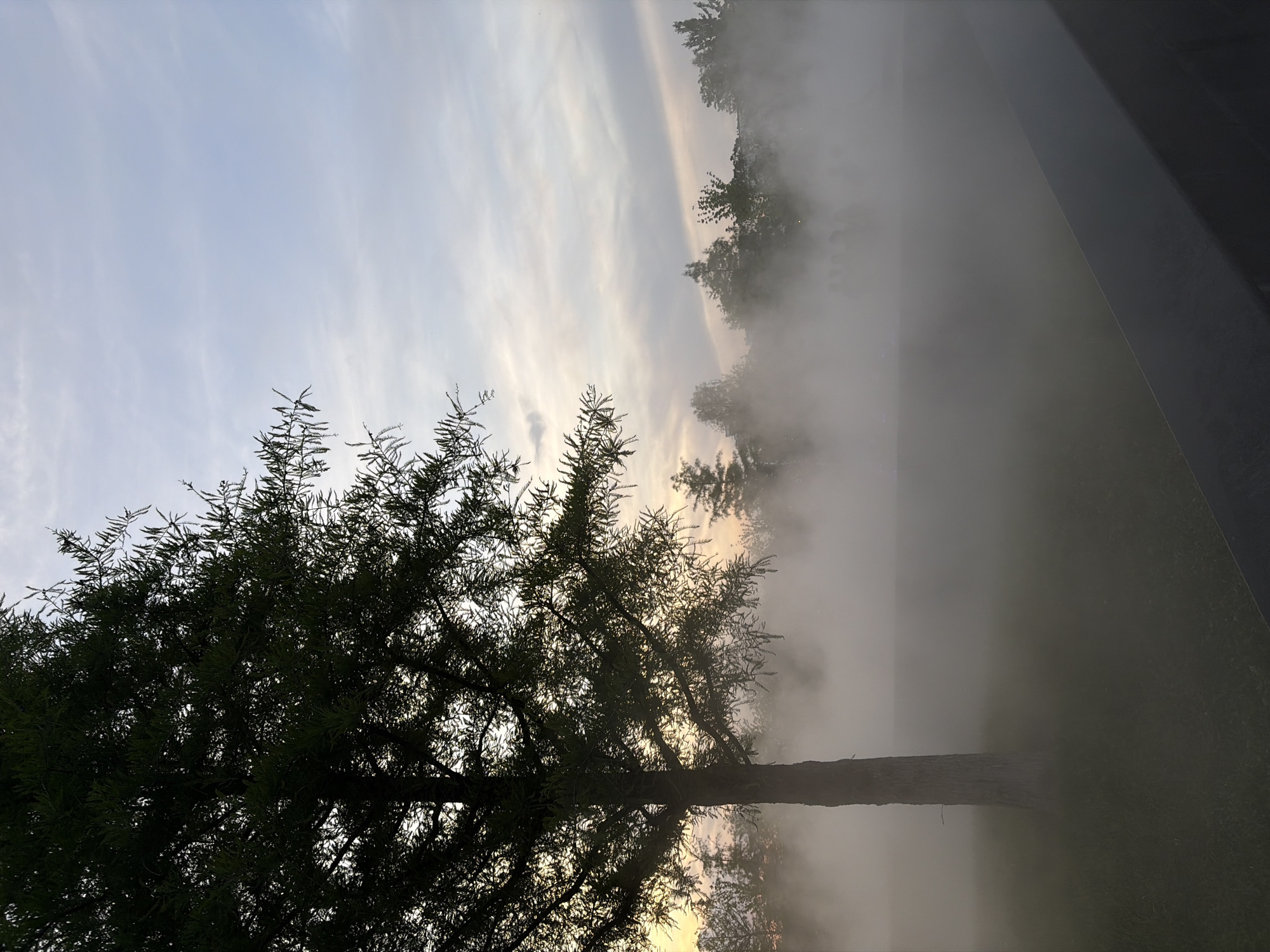 The image presents an outdoor landscape scene in Krasnodar, Russia, characterized by a heavy layer of ground mist, captured during either dawn or dusk. A large, dark tree with a thick trunk and a dense canopy of fine, needle-like foliage stands prominently on the left side, silhouetted against the sky. The sky transitions from a light blue-grey at the top to warmer tones of pale yellow and orange on the left horizon, with scattered, faint cloud formations. A thick, white-grey mist or fog blankets the middle and lower ground, obscuring the base of the main tree and largely concealing the landscape beyond. Through the mist, the dark, blurred silhouettes of several other trees are discernible in the background. In the lower left, green grass is visible, partially covered by the mist. A dark, angled structure, possibly a concrete railing or low wall, extends diagonally from the bottom right corner towards the center, also partially enveloped by the mist. No people or specific activities are visible within the frame.