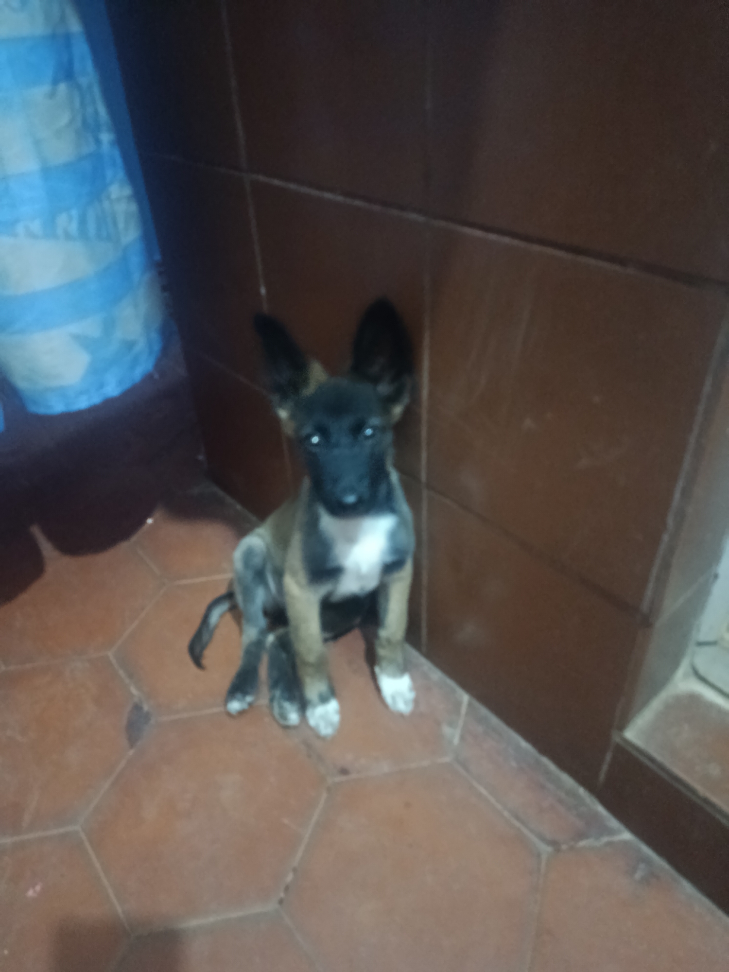 A young, tan and black Belgian Malinois dog with white paws sits on a red-brown tile floor next to a brown-tiled wall. A blue and white curtain is partially visible in the upper-left corner. Location: Juan Griego, Venezuela.