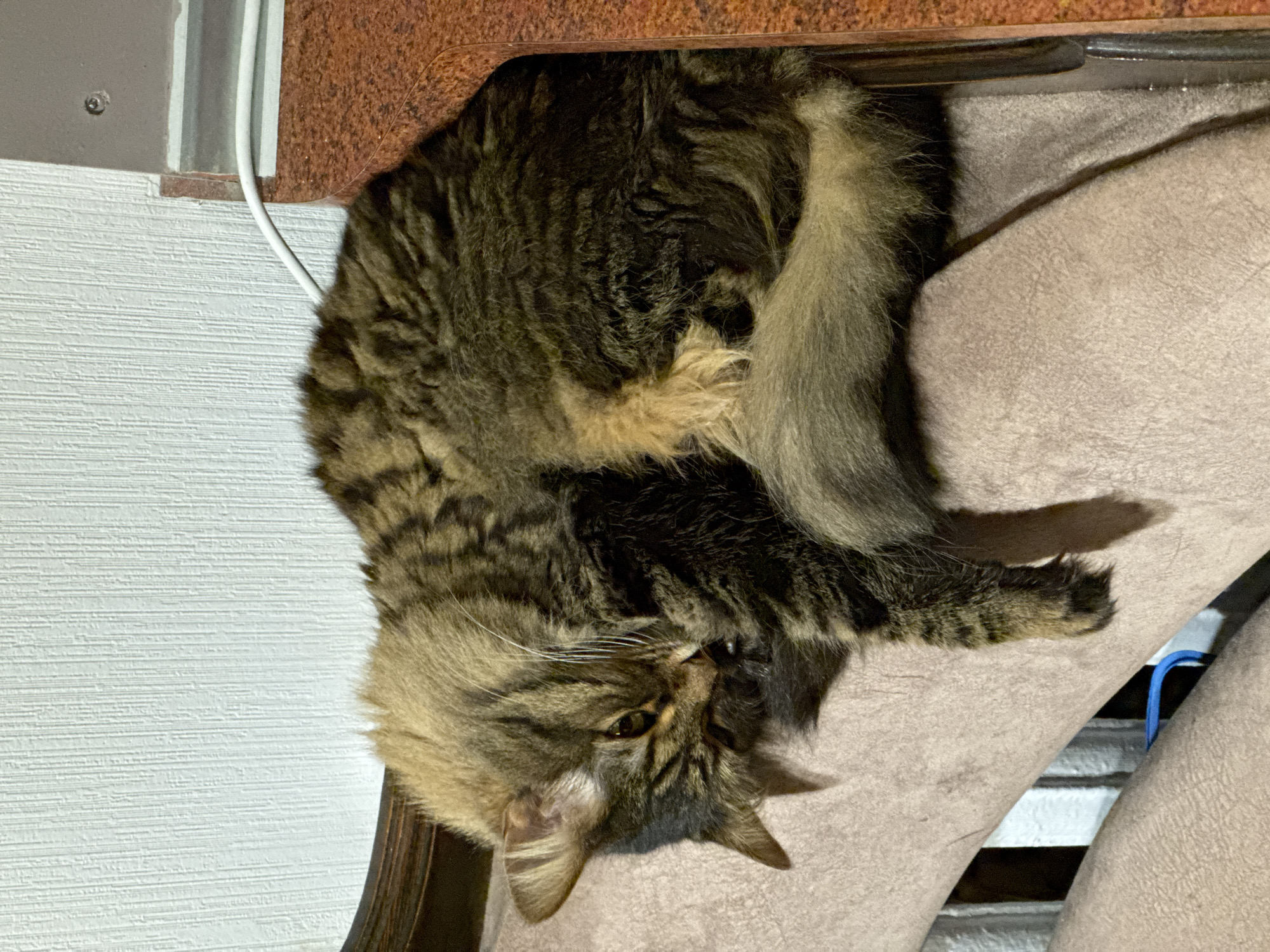 A tabby cat with long fur is curled up on a textured, light-colored surface, likely a piece of furniture. The cat's fur is a mix of brown, black, and tan stripes. Its head is resting on its paws, and its eyes are partially closed. A white wire is visible to the right of the cat, near a reddish-brown textured surface. The background includes a white, textured wall. The scene appears to be indoors.