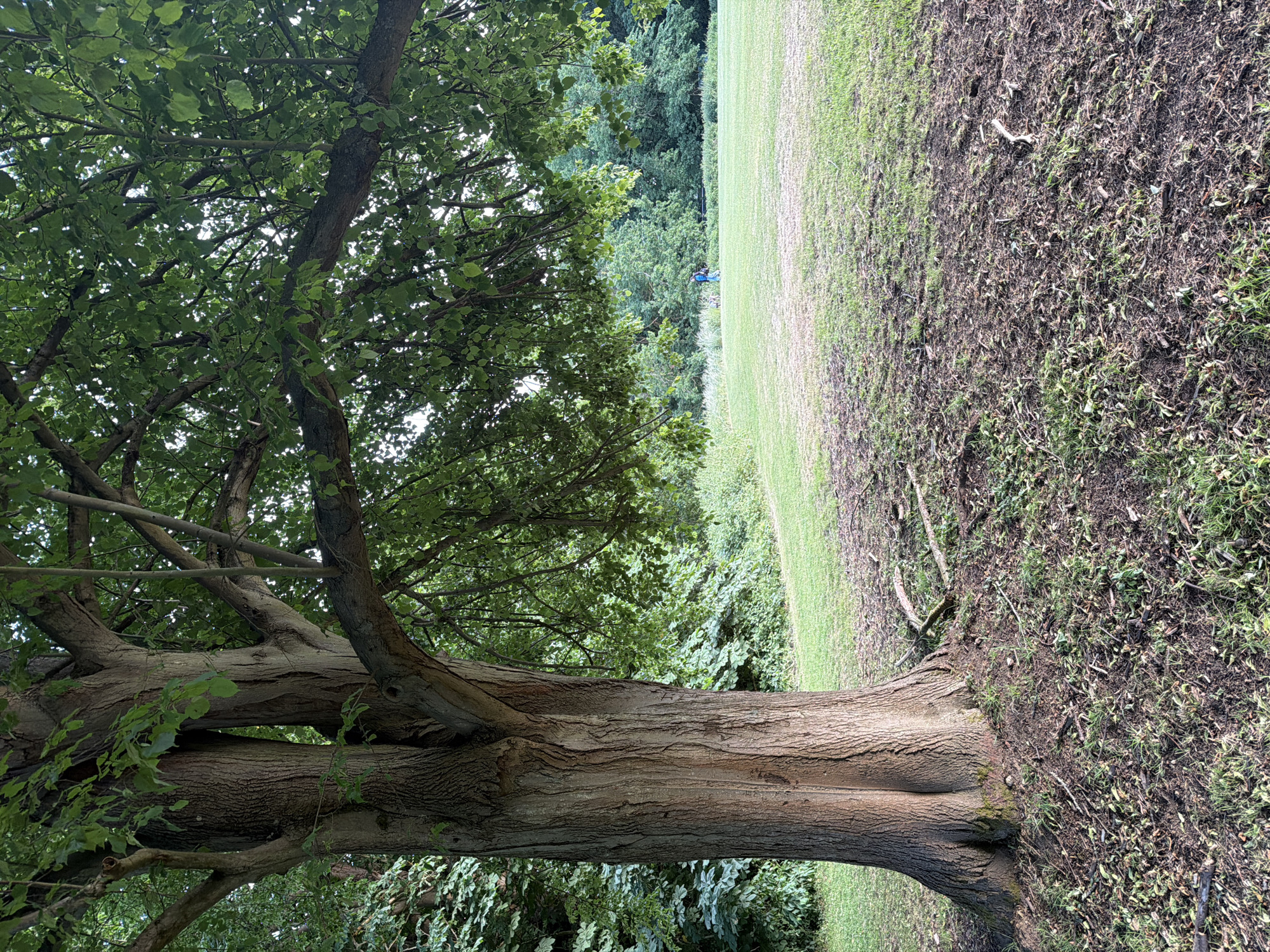 The image displays a daytime scene within a park in Maidstone, United Kingdom. A large, mature tree with a thick, textured, vertically grooved trunk dominates the left side of the frame, its base flaring outwards onto the ground. A dense canopy of light-green leaves extends from the tree's branches across the upper portion of the image, allowing dappled light to filter through. The ground immediately beneath the tree and in the lower foreground is covered with dark soil, fallen leaves, small twigs, and sparse patches of grass. To the right of the tree, an open, expansive grassy field stretches into the midground. In the distance on this field, two human figures are visible, walking towards the right. One figure wears a blue top and dark trousers. The second figure is accompanied by at least one light-colored dog. The far background consists of a dense line of dark-green trees and shrubbery bordering the field.