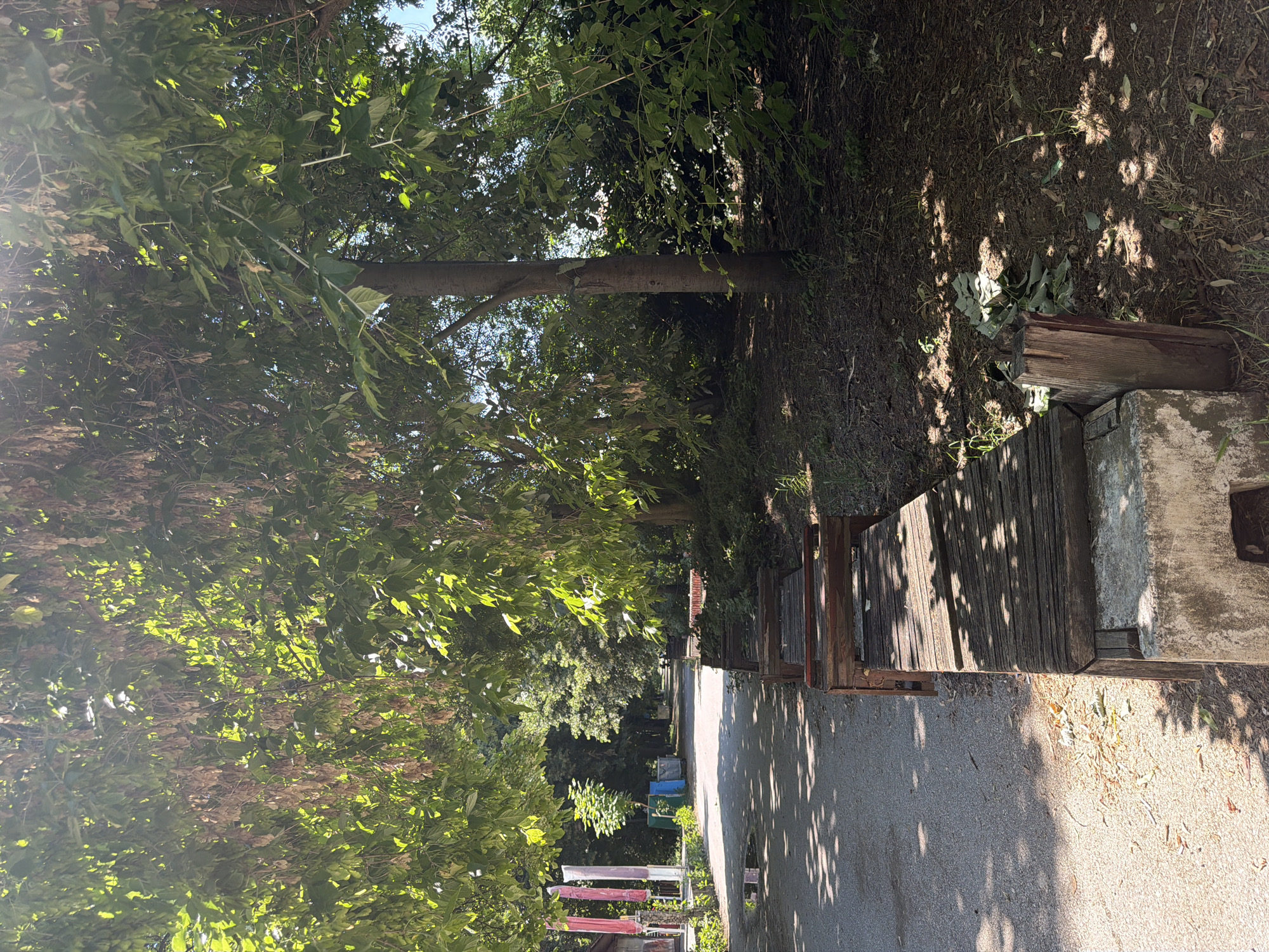 This is an outdoor, vertical, eye-level shot of a shaded pathway in a park. The pathway is paved with asphalt and is bordered on the right by a row of wooden benches supported by concrete blocks. The benches are aged, with weathered wooden slats and visible metal fasteners. Sunlight filters through the dense green canopy of trees overhead, casting dappled shadows on the path and benches. Some of the trees have seed pods hanging from their branches. To the left of the path, a few tall, narrow flags and some trash receptacles are visible. The ground on the right side of the benches is covered with dry leaves and sparse vegetation. In the background, the path continues deeper into the park, lined by more trees and foliage. The scene suggests a quiet, somewhat unkempt park setting.