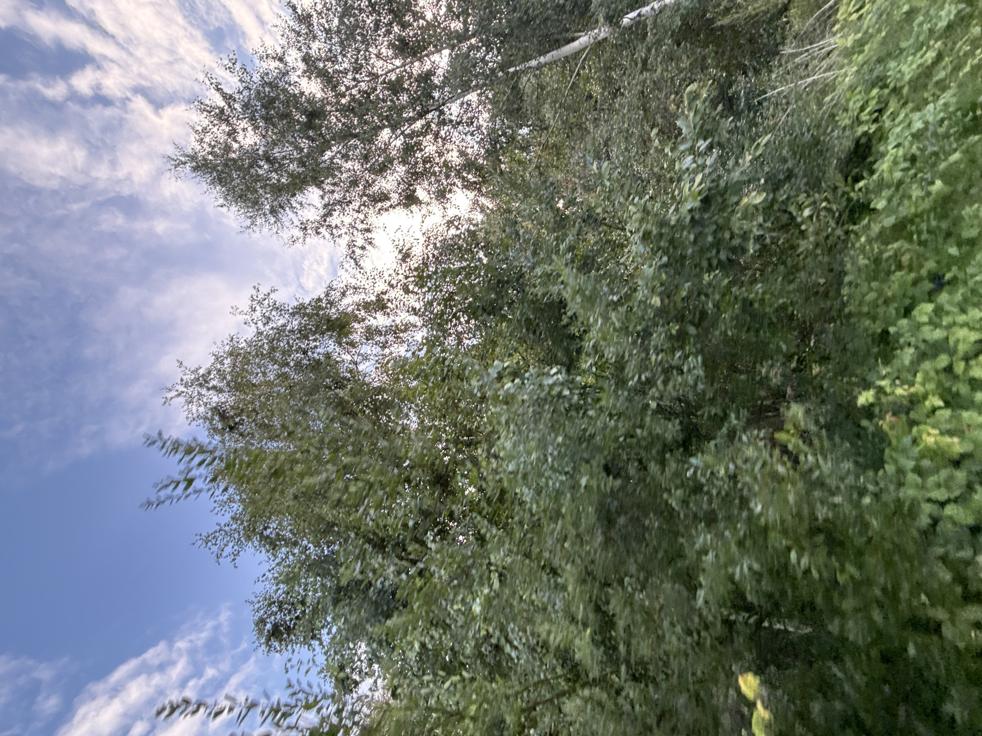 The image depicts a view of trees against a sky with scattered clouds. The trees are dense and green, with some lighter-colored trunks, suggesting a mix of deciduous trees, possibly including birch. Sunlight filters through the foliage, creating a dappled effect. The scene appears to be outdoors, with lush greenery in the foreground and middle ground. The sky is a clear blue with wispy white clouds. The overall impression is of a natural setting. There is no indication of a specific location within the city of Tallinn, Estonia, or any people, actions, or interactions. The image is a static, environmental shot.