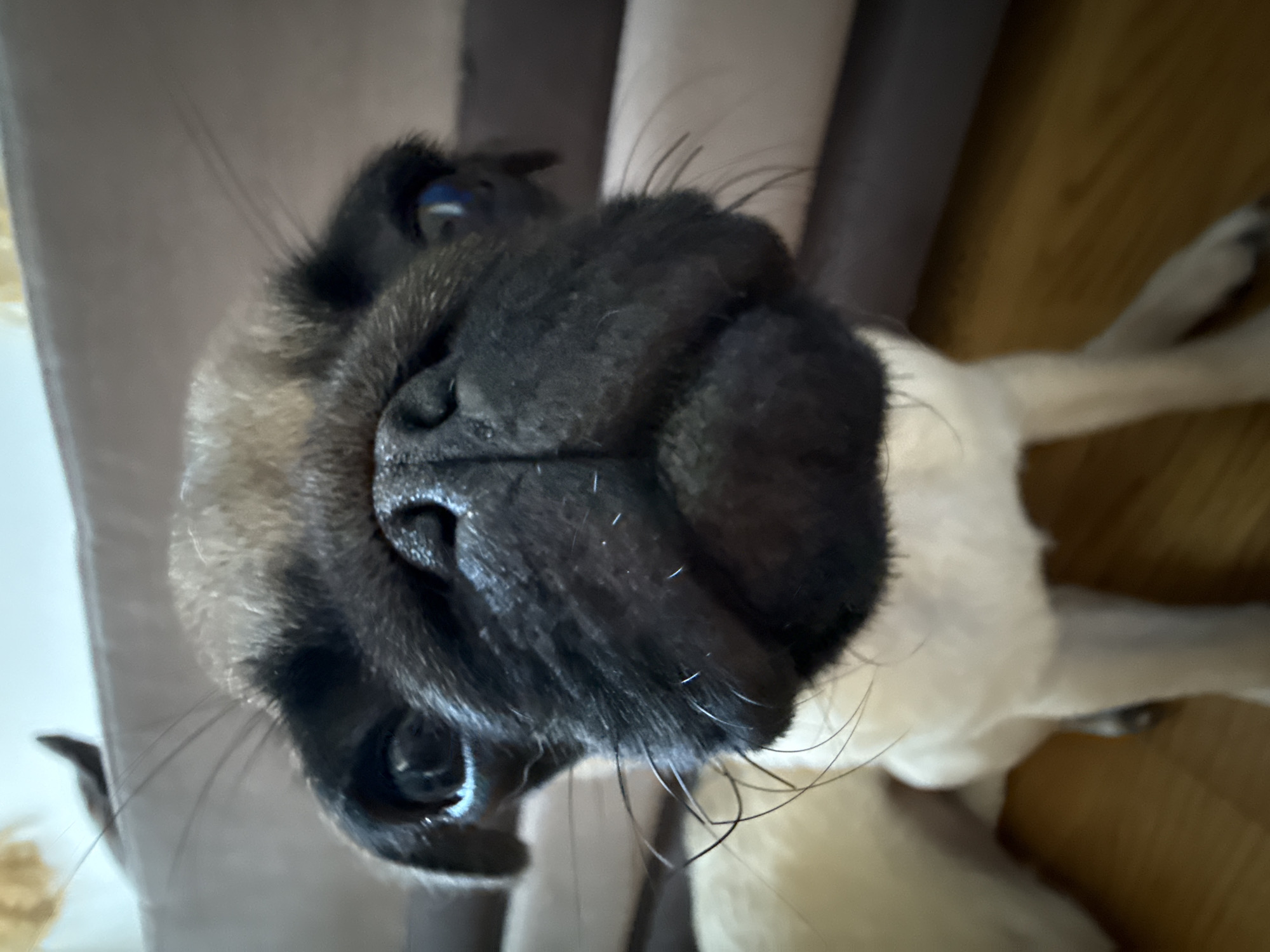A close-up, low-angle portrait captures a pug or pug-mix dog looking directly upwards at the camera. The dog's head occupies the majority of the frame, highlighting its dark, wrinkled muzzle, prominent whiskers, and dark, attentive eyes which show a slight blue reflection. The fur on its head is a blend of tan and black, transitioning to lighter, possibly white or cream, fur on its body, which is visible in the lower right background. The dog's expression conveys curiosity and engagement. The background is softly blurred, revealing muted tones of grey or brown, consistent with an indoor setting, along with hints of a wooden floor. No specific activity other than the dog's focused gaze is discernible. There is no visible text in the image.