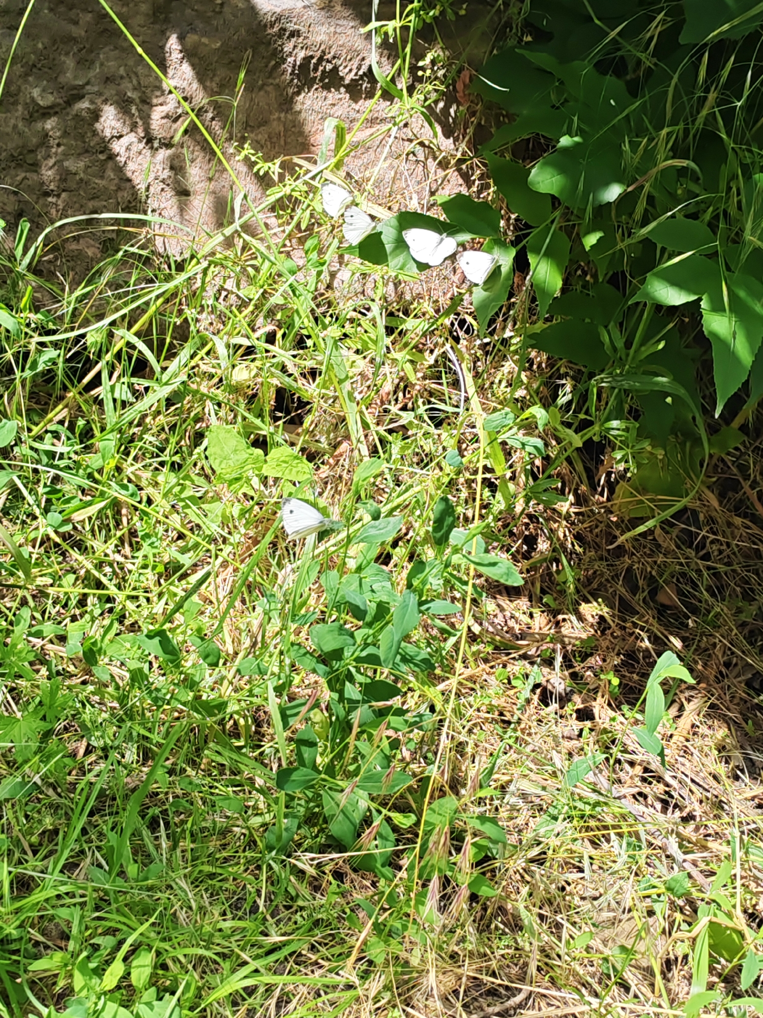 The image displays a close-up view of lush green vegetation, dominated by grass and leafy plants, with several white butterflies scattered throughout. In the upper left quadrant, a rough, textured surface, possibly a rock or tree bark, is visible, partially shaded by dappled sunlight. The ground is covered with dry grass and straw mixed with green foliage. Four white butterflies are the primary subjects. One is positioned on a broad green leaf in the upper right, another pair is clustered on leaves to the left of center, and a single butterfly is seen on a plant stem in the lower center. The scene is outdoors, characterized by natural elements and bright sunlight casting shadows. There is no indication of human presence or any specific urban features to suggest a location within Krutinskii, Russia.