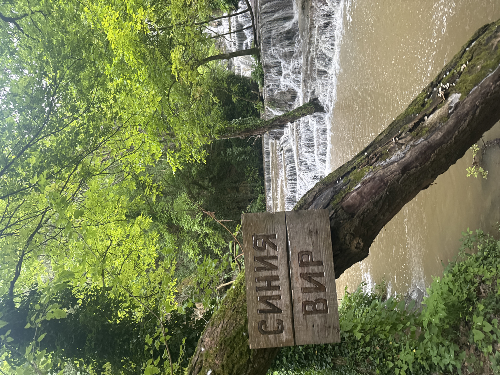 The image captures a scene at the Krushuna Waterfalls in Krushuna, Bulgaria. A sign with Cyrillic script reading "СИНЯ ВИР," is attached to a mossy tree branch that extends over the water. A cascading waterfall creates white water as it flows over layered rock formations. The surrounding landscape consists of lush green foliage. The water appears murky.