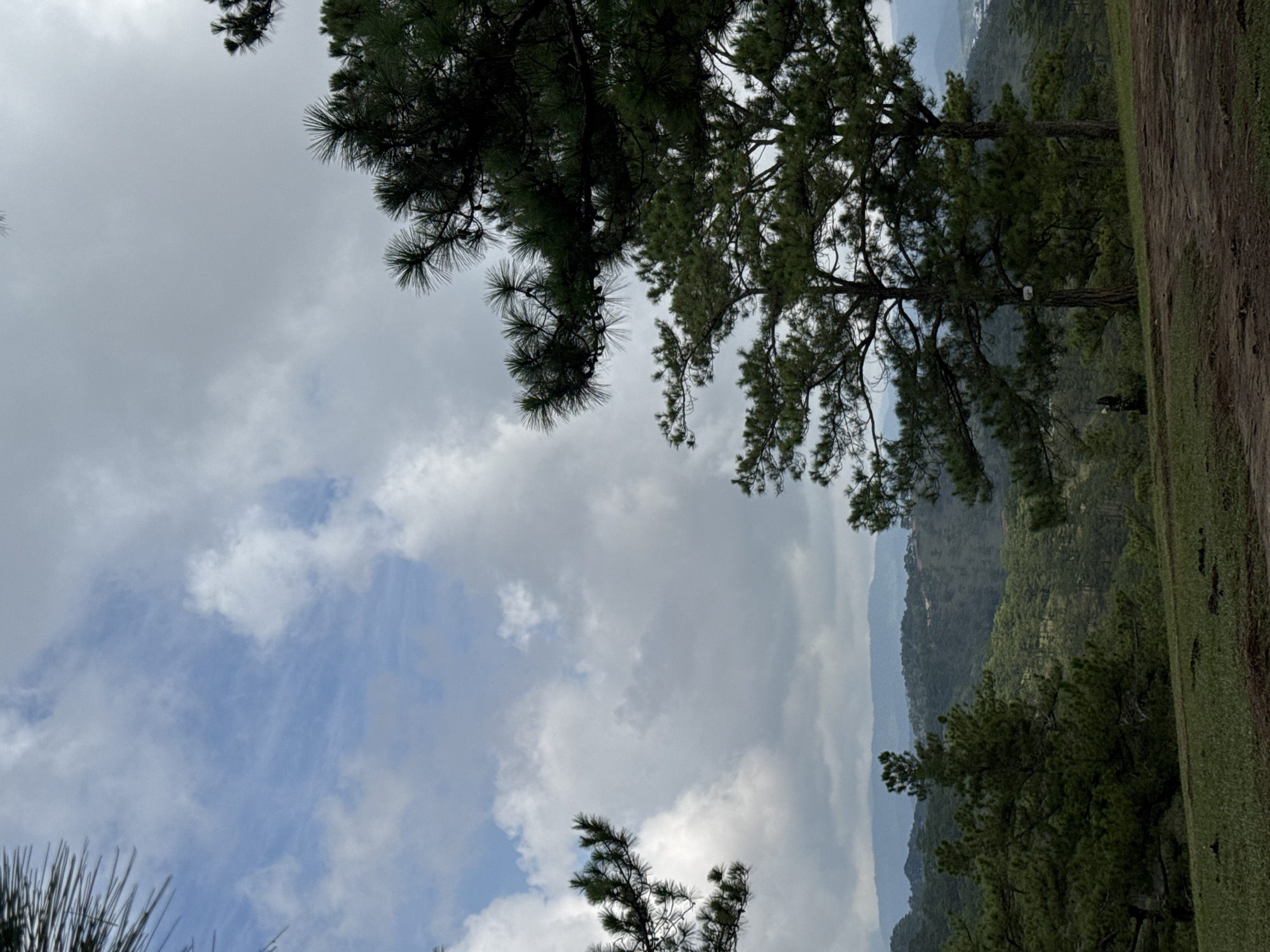 A landscape scene in Lạc Dương, Vietnam, features a hillside covered in lush green foliage and trees, receding into a background of misty mountain ranges. The sky is overcast with thick clouds, allowing glimpses of blue sky. The foreground is dominated by the branches of evergreen trees, their needles sharply defined against the cloudy sky. A narrow dirt path runs along the edge of the hillside.