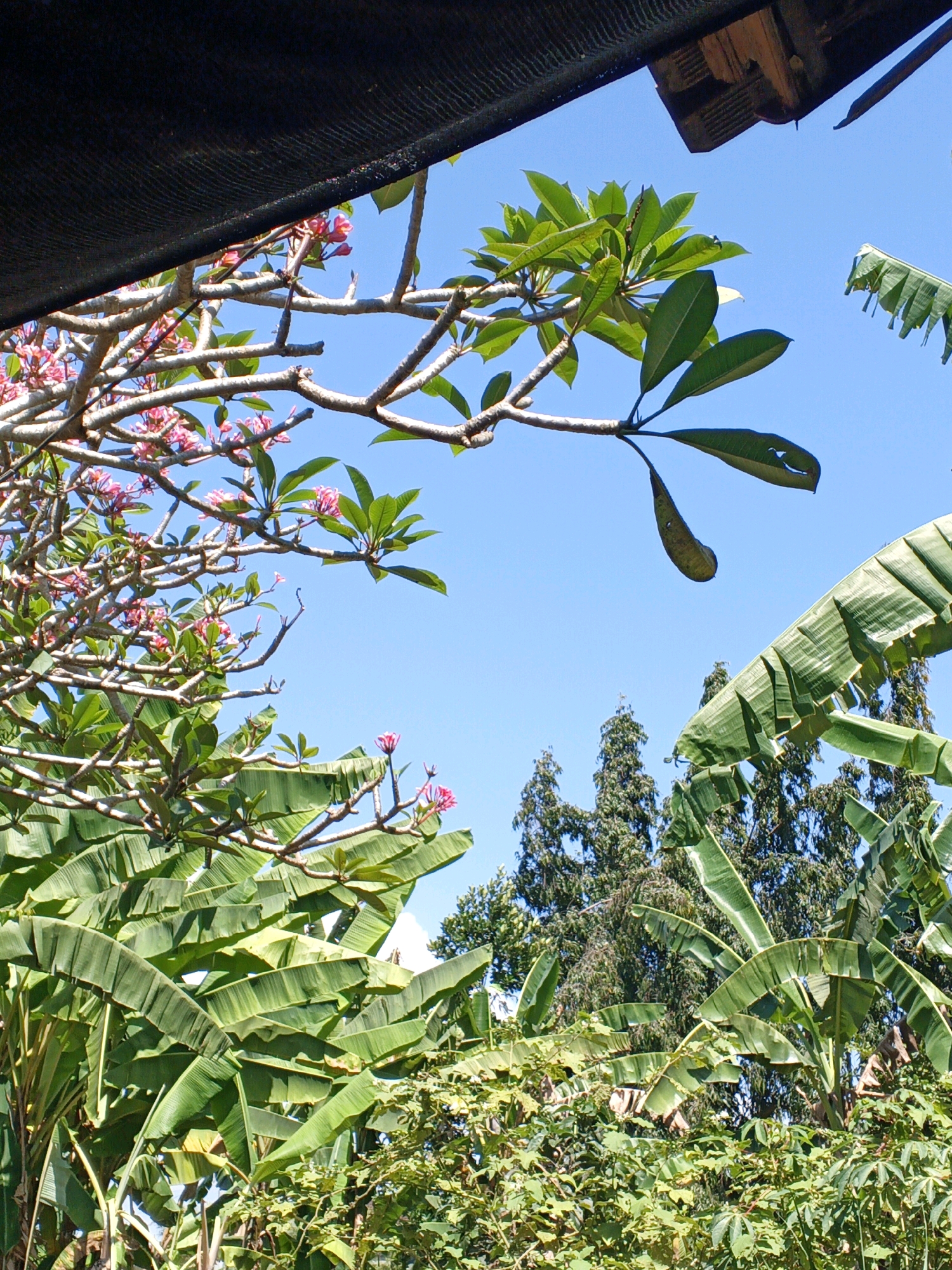 This is a vertical, eye-level, full shot of a lush green tropical garden under a bright blue sky. The foreground is dominated by large, vibrant green banana leaves, some of which are broad and fan-like, others are more elongated and pointed. These leaves overlap and create a dense canopy. Above the banana leaves, a branch of a flowering tree with delicate pink flowers and bright green leaves is visible. The branches of this tree are bare and gray, forming a stark contrast with the foliage. In the upper left corner of the image, a black, textured awning or shade cloth is partially visible, casting a shadow. In the background, further into the garden, are tall, slender trees with dark green foliage. The overall impression is one of abundant, natural growth in a warm, sunny climate.