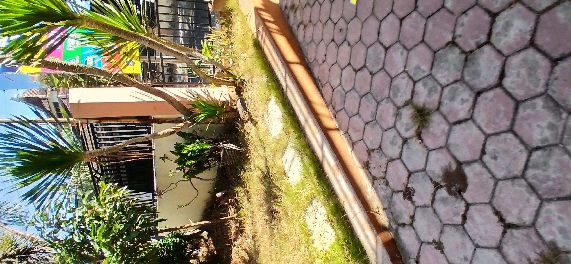 The image shows an outdoor scene in Pejaten, Indonesia, on a sunny day. In the foreground, there is a hexagonal paver pathway. A concrete curb separates the pathway from a grassy area with stepping stones. In the middle ground, there is a wall, a fence, and several plants, including two tall palm-like trees and a potted plant. In the background, a building with a domed roof is visible. A colorful banner hangs on the right side of the image. The scene appears to be a residential or commercial area with landscaping.