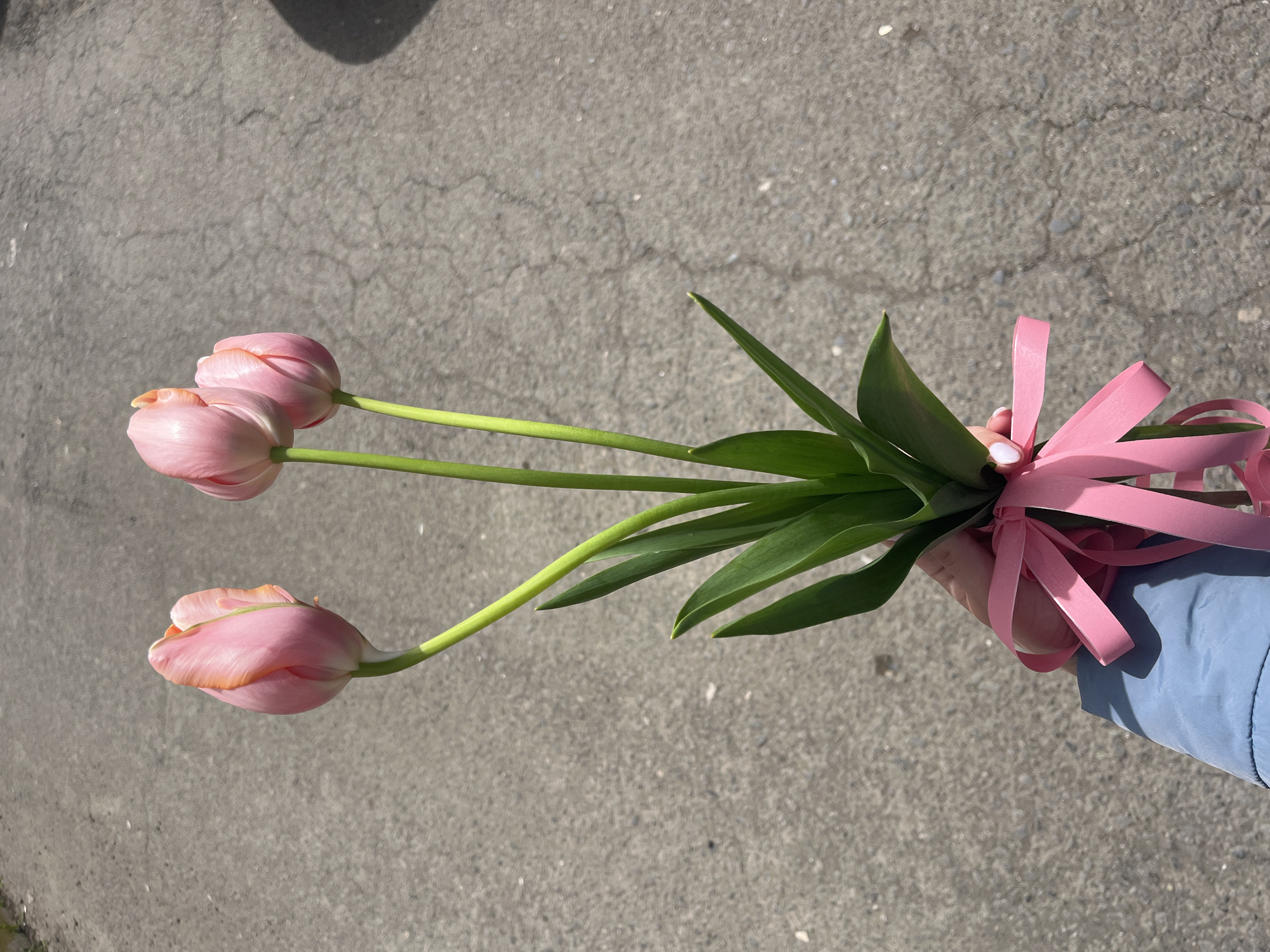The image shows a close-up, slightly overhead perspective of a person's hand holding a small bouquet of three pink tulips. The individual's right hand, adorned with light-colored nail polish, grips the green stems of the flowers. A vibrant pink ribbon is neatly tied around the stems, forming a bow, with loose ends trailing. A sleeve of a light blue jacket is visible on the person's arm in the lower right corner.
The tulips are a soft, delicate pink, appearing to be in the early stages of blooming, with some petals just beginning to open. Their long, slender green stems and several broad green leaves are prominent.
The background consists of textured asphalt pavement, characterized by visible cracks and small aggregates, suggesting an outdoor setting such as a street, sidewalk, or paved area. The scene is brightly lit by natural sunlight, casting distinct shadows from the tulips onto the asphalt, indicating a clear, sunny day, likely during the morning or afternoon. No specific location cues are visible within the image itself beyond the asphalt, but the context provided places it in Burgas, Bulgaria. There is no visible text in the media file. The overall impression is one of simple beauty, perhaps of someone carrying fresh flowers.