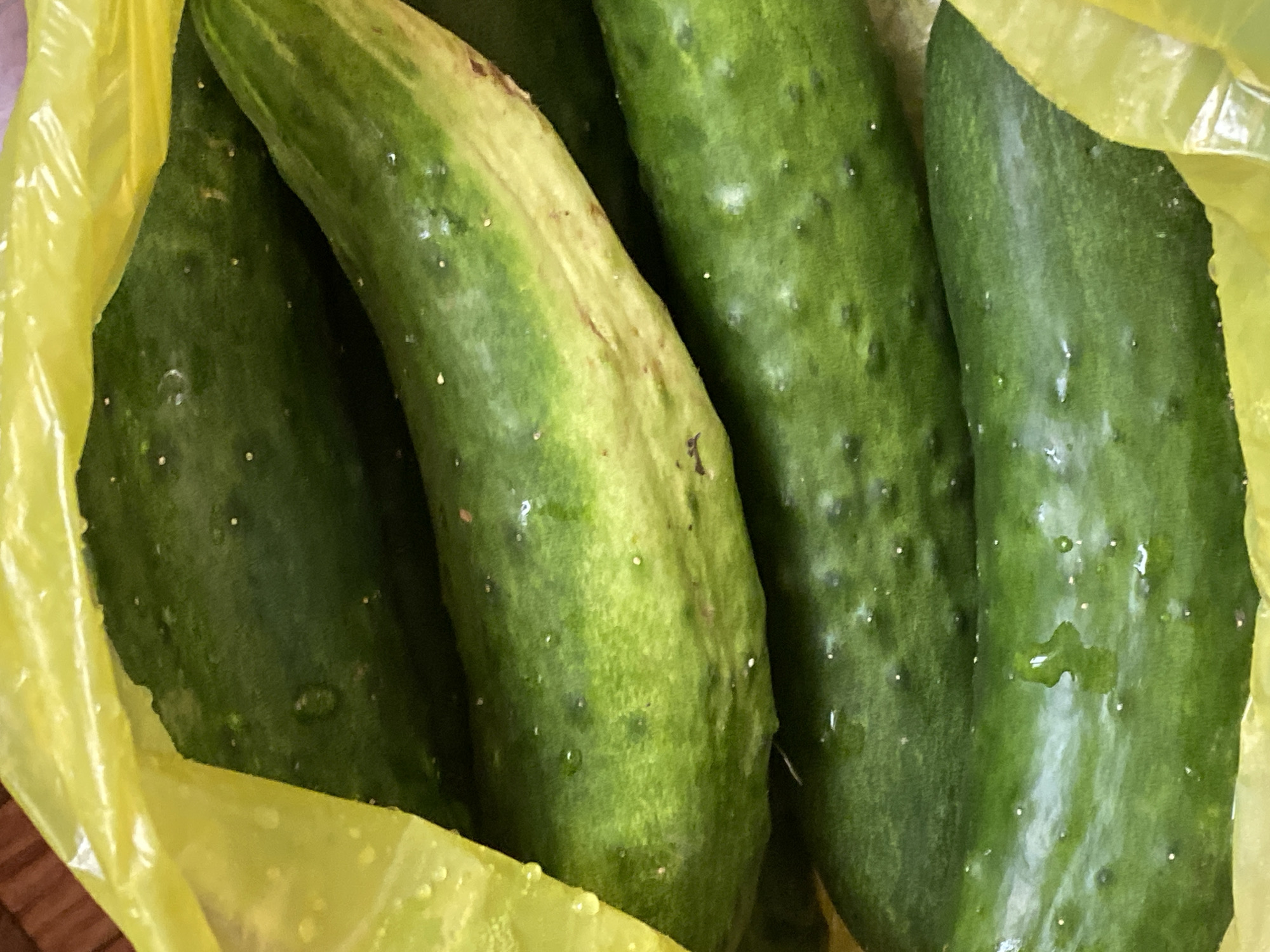 The image shows a close-up view of several cucumbers inside a yellow plastic bag. The cucumbers are a deep green color with a bumpy texture and appear to be wet, with small water droplets visible on their surfaces. The bag is also slightly wrinkled and shows some condensation. The lighting is diffused, suggesting an indoor setting or an overcast day. There are no people or animals visible in the image. The image does not provide any information that would allow for a determination of its location in Sokhumi, Abkhazia.