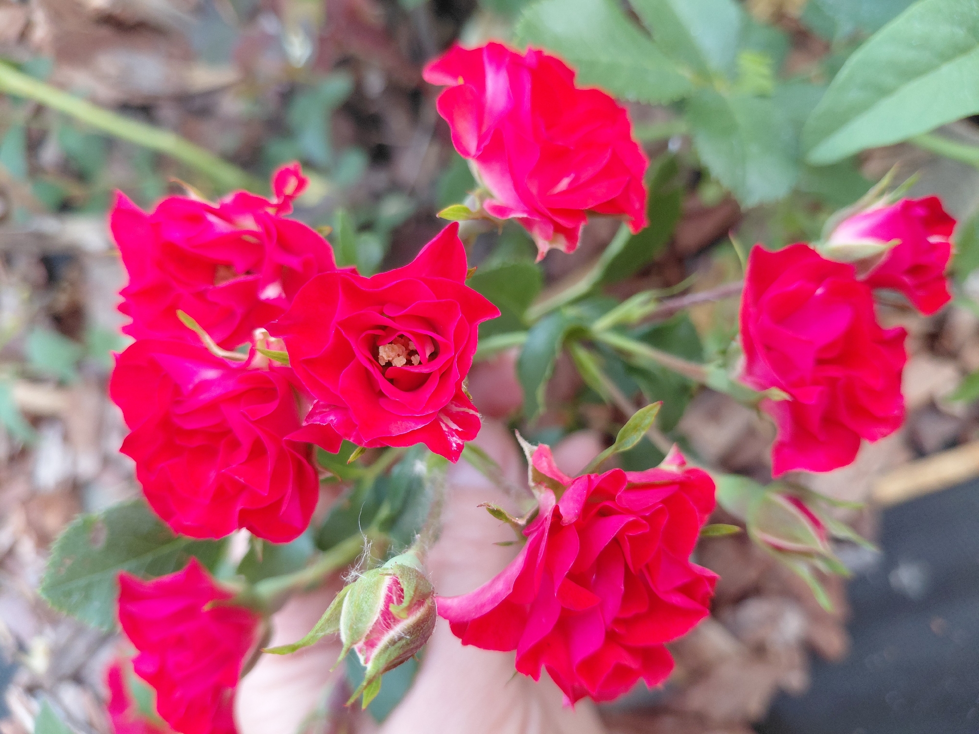 This is a close-up photograph of several small, vibrant red roses in bloom. The roses are clustered together on green stems, with some buds also visible. The background is softly blurred, showing a mix of dry leaves and some green foliage, suggesting an outdoor setting. A human hand is partially visible in the lower center of the frame, gently touching one of the roses. The lighting suggests it could be daytime, possibly outdoors. The image is a still shot, capturing the beauty of the blooming flowers. There is no visible text in the image.