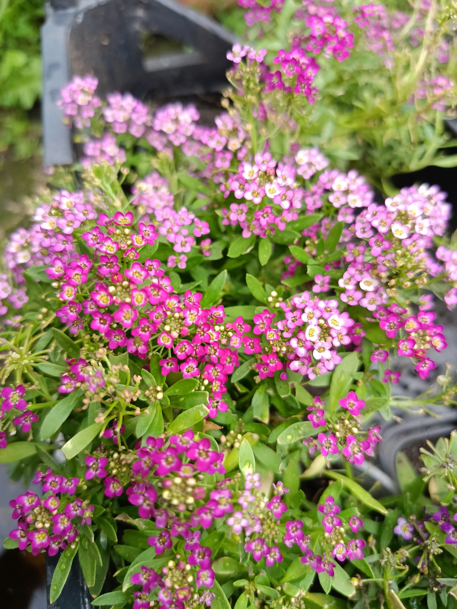 The image shows a close-up of a cluster of small pink and purple flowers, likely Alyssum, with green leaves. The flowers are densely packed, with some individual blooms clearly visible showing their delicate petals and yellow centers. Some flowers are in bud stage, appearing as small green or white balls. The scene is outdoors, with hints of a black plastic container or planter in the background, suggesting a garden or nursery setting. The lighting suggests it is daytime, possibly overcast given the soft shadows. There are no people visible in the image. The specific location in the city of Бархатово, Russia cannot be determined from the visual information provided.
