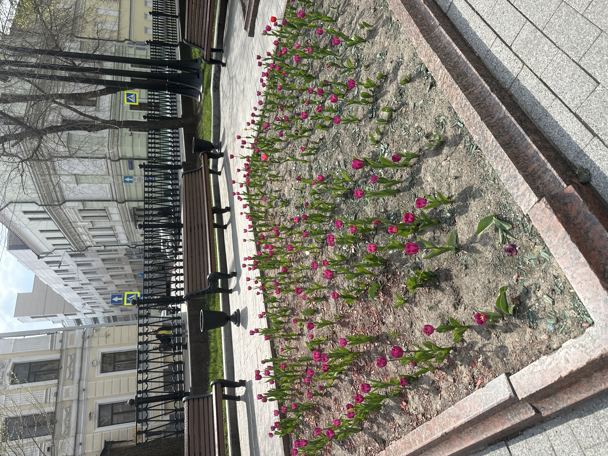 The image depicts a flower bed filled with blooming purple tulips. The flower bed is bordered by a red-brown stone edge and sits alongside a pedestrian walkway made of light gray pavers. Adjacent to the walkway are park benches with black metal supports and wooden slats. A black metal fence separates the benches from a tree-lined street. Buildings are visible across the street, and street signs with pedestrian crossing symbols are attached to poles. The location is Moscow, Russia.
