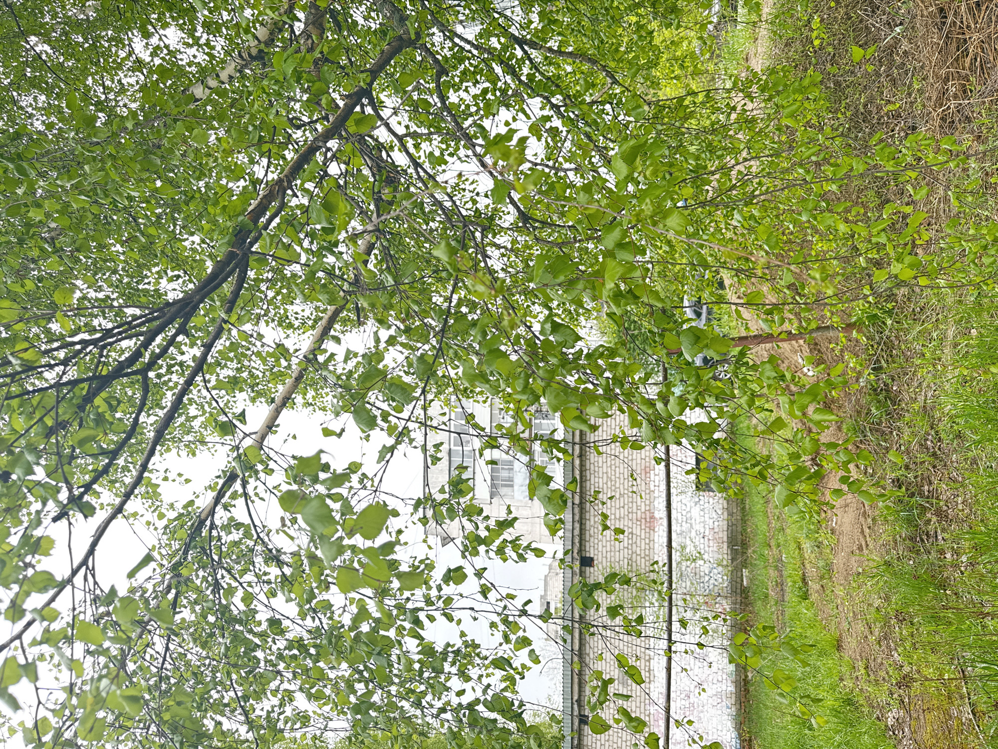 The image depicts a view from beneath a tree with green leaves, looking towards a building and a patch of land. The building has a brick facade and visible windows. Adjacent to the building is a narrow strip of ground covered in grass and some dead vegetation. The image seems to be taken at ground level, looking upwards through the tree branches towards the building. Based on the prompt, the location is Chaikovsky, Russia.