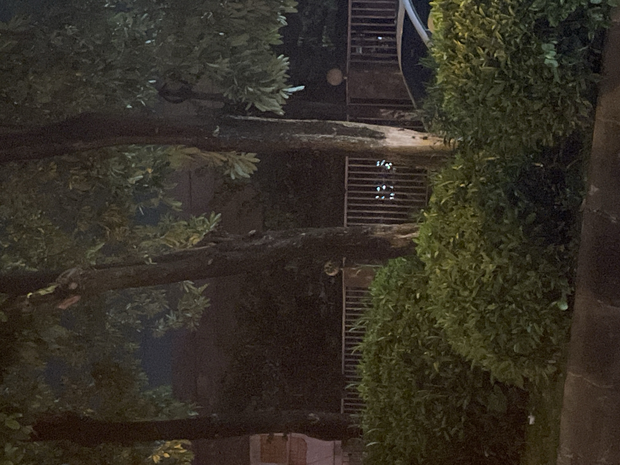 The image depicts a dimly lit outdoor scene, likely at night, with several large trees in the foreground. Dense green foliage forms a prominent hedge in the lower half of the frame. Behind the hedge, a metal fence is visible, with some illuminated lights or reflections appearing through it in the distance. To the right, the rear section of a car, possibly a silver sedan, is partially visible. The background is dark and indistinct, suggesting a natural or urban environment at night. The context provided indicates this scene is located in Panyu District, China.