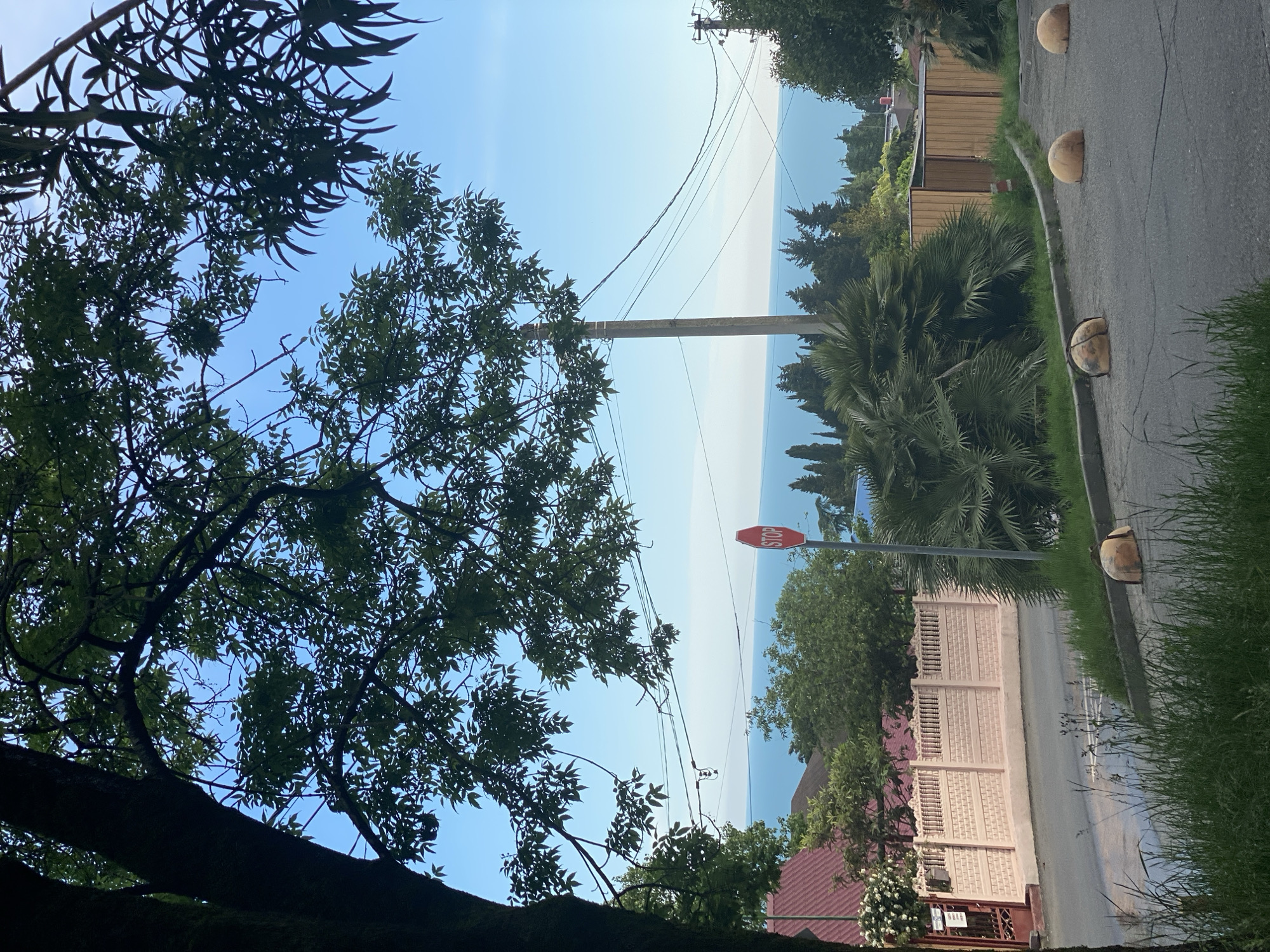 The image shows a street scene in Sochi, Russia, partially obscured by trees. A stop sign is visible near a palm tree and a light-colored concrete fence. The sea and horizon are visible between buildings and vegetation. Overhead power lines are strung between poles. A sidewalk bordered by round concrete bollards runs along the street. The foreground is dominated by foliage.
