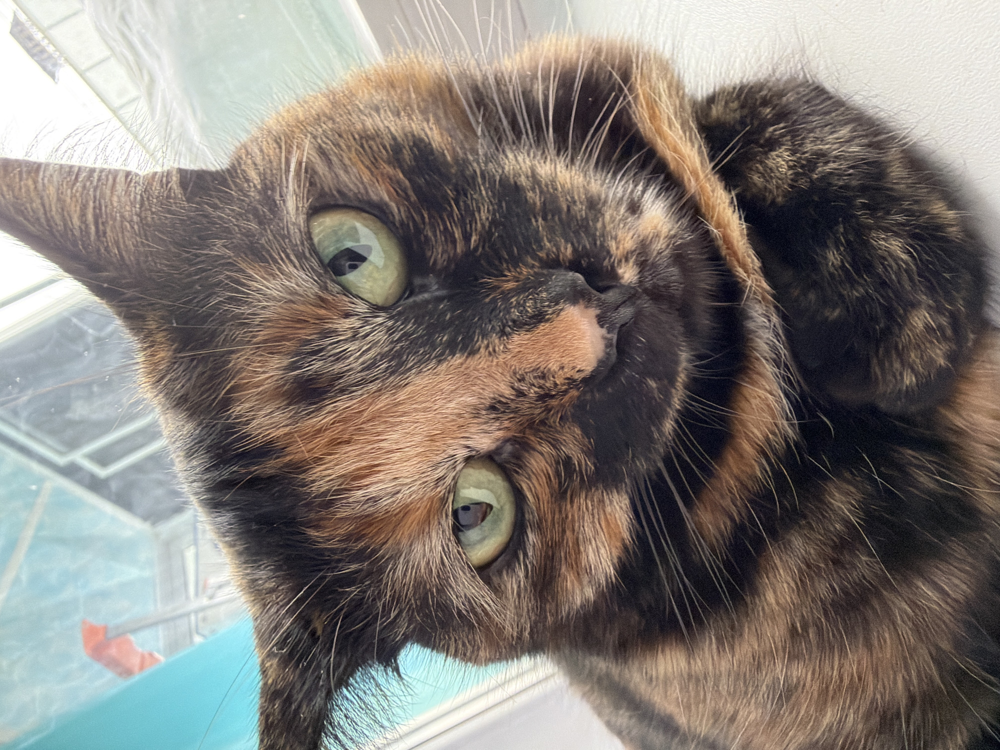 This close-up portrait captures a domestic tortoiseshell cat looking directly at the camera. The cat's head is tilted, presenting a slightly inverted perspective, with its vibrant green eyes wide open and alert, conveying curiosity or playfulness. Its fur exhibits the distinctive mottled pattern of a tortoiseshell, featuring patches of dark brown, black, and various shades of orange and light brown. Individual whiskers are visible, particularly around its nose and above its eyes.
The setting appears to be indoors, likely positioned near a window, as indicated by the bright, natural daylight illuminating the cat's face. The background is softly blurred but reveals faint architectural elements, suggesting an outdoor scene through the window. A bright turquoise object, possibly a window sill or part of a nearby structure, is visible in the lower left, along with a faint red reflection or object in the distance. The strong natural light indicates it is daytime, likely a clear or sunny day. No visible text is present in the image. While the location context provided is Chaikovsky, Russia, there are no specific visual cues within the image to explicitly confirm this.