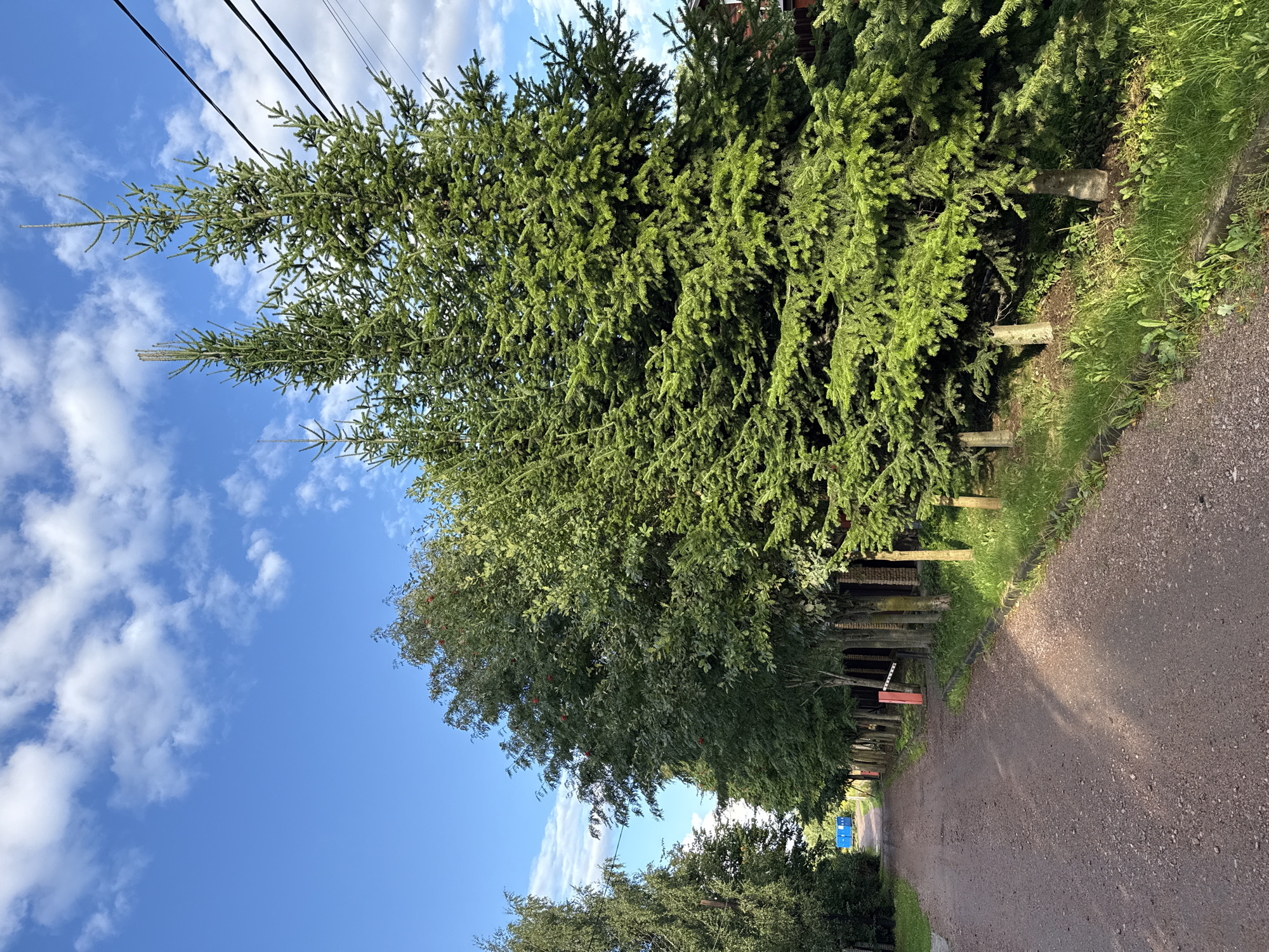 This is a medium shot, eye-level, vertical, outdoor photograph taken on a sunny day in Vsevolozhsk, Russia. The scene features a gravel road lined with trees on both sides, leading into the distance. The trees on the right are tall and dense evergreen trees, possibly spruce, with vibrant green foliage. To the left of the road, there are deciduous trees with green leaves, some bearing small red berries, and further down the road, a tall birch tree is visible. The sky is a bright blue with scattered white, fluffy clouds. In the background, along the road, there are some structures and a red and white barrier gate. Overhead, power lines stretch across the scene. The lighting suggests it is late afternoon, with shadows cast on the road and the trees. There are no people or animals visible in the frame.
