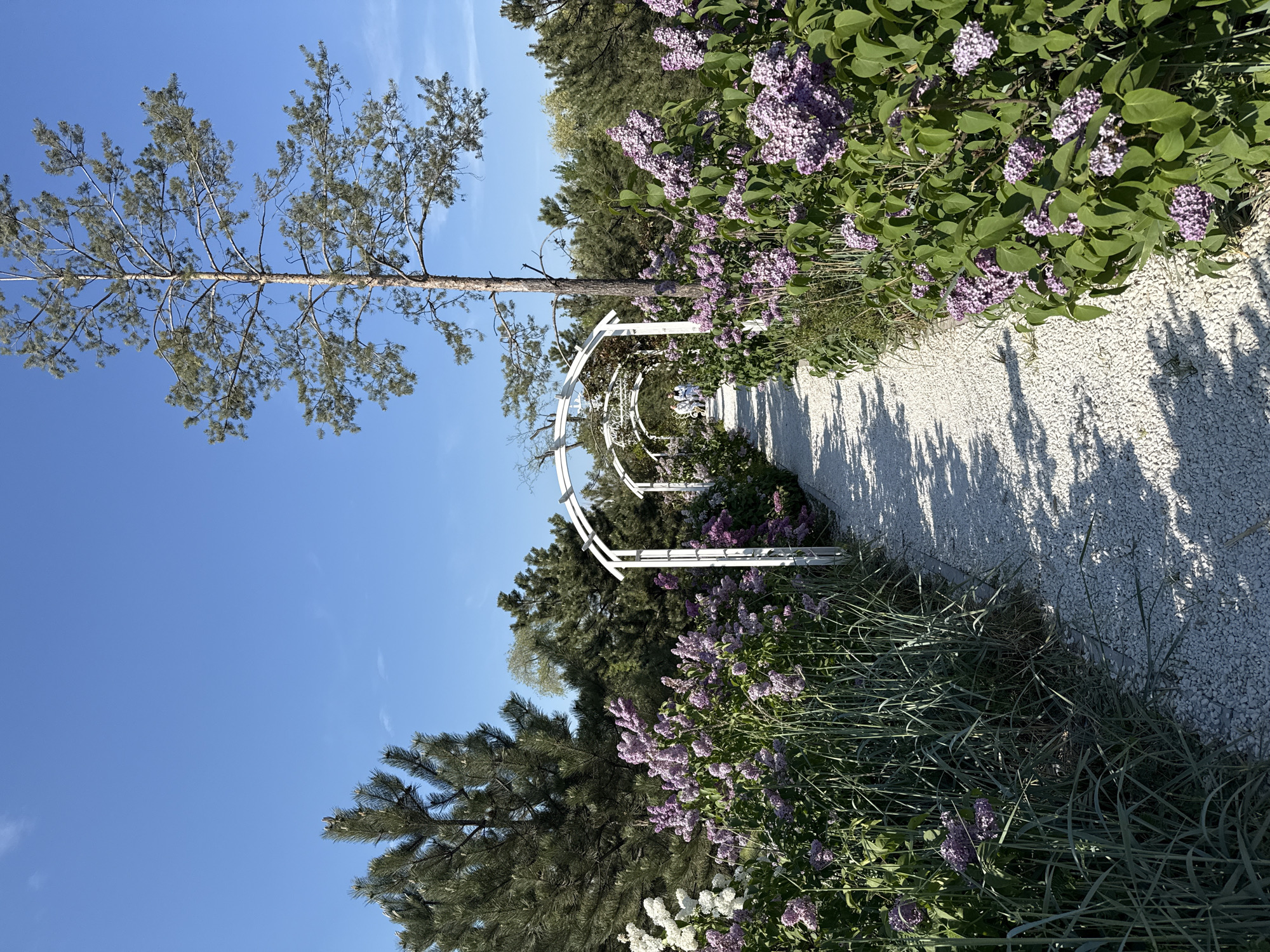 The image shows a garden pathway in Rostov-on-Don, Russia. The pathway is made of white gravel and is bordered on both sides by lilac bushes with purple flowers. A white arched trellis spans the pathway, creating a tunnel-like effect. A tall, slender tree stands to the left of the path under a blue sky with a few clouds. The sun is casting shadows on the gravel path. The image is taken during the day in bright sunlight. There are various other trees and greenery visible in the background. No people are visible in the frame.