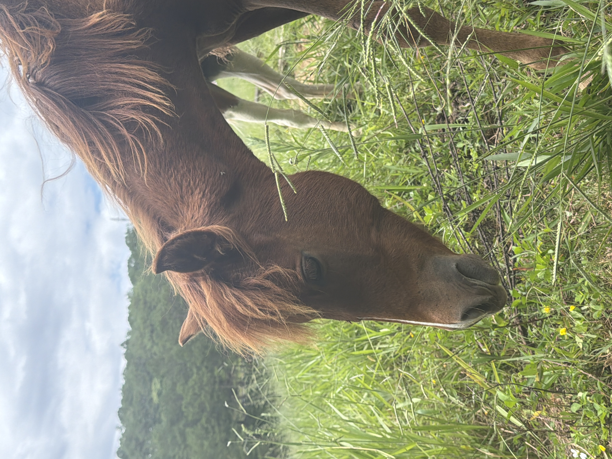 The image shows a close-up of a brown horse's head and neck in a grassy field. The horse has a reddish-brown mane and forelock. Its head is bent down, as if grazing. In the background, there is another horse, lighter in color, with its legs visible. The environment is a lush green field with tall grasses and some small yellow wildflowers. Behind the field, there is a hillside covered in dense green trees, suggesting a rural or mountainous area. The sky is overcast with some clouds. The scene is likely a pasture or natural habitat for horses, potentially in the outskirts of Da Lat, Vietnam, known for its rolling hills and agricultural landscapes.