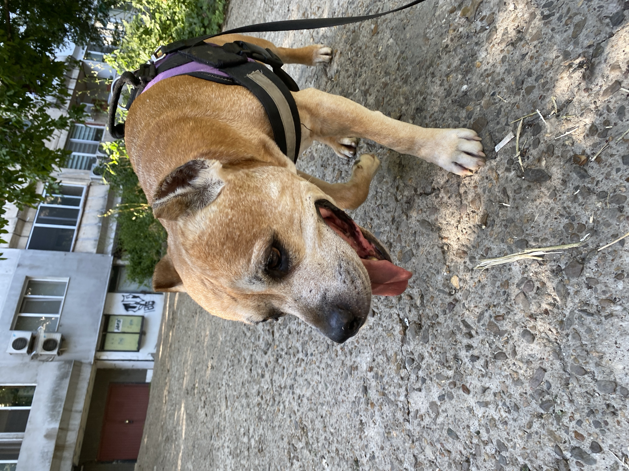 A tan dog wearing a black harness with purple accents is lying on a concrete surface. The dog's tongue is hanging out, and its mouth is open, suggesting it might be panting or hot. The dog is looking down and to the right. The background shows a light-colored building with windows and air conditioning units, as well as some greenery. The scene appears to be outdoors during the daytime, with sunlight casting shadows on the ground. The concrete is rough and textured, with visible pebbles and cracks. There is a black leash attached to the harness. The location is identified as Pleven, Bulgaria.
