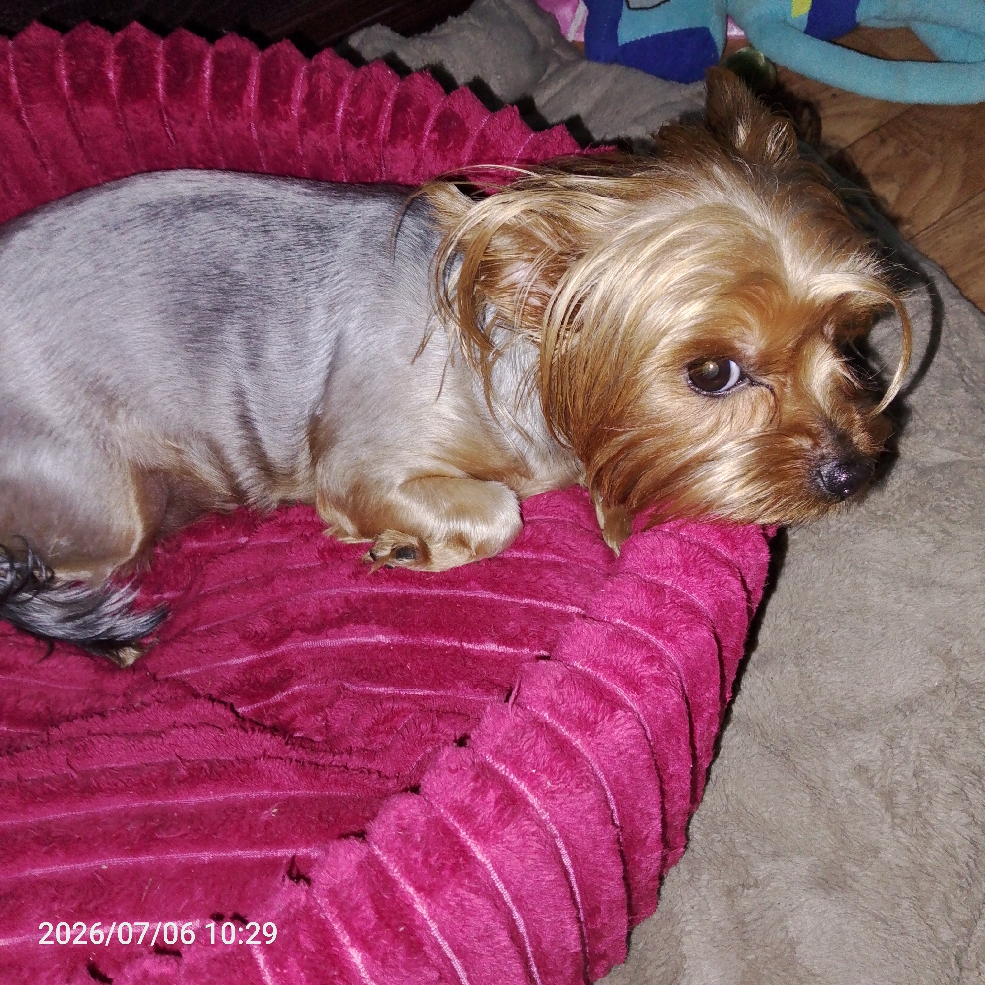 A Yorkshire Terrier dog is lying on a pink, ribbed dog bed. The dog is facing to the right, with its head resting on a grey blanket. The dog's fur is light brown and grey. In the background, there are some toys. The image is dated 2026/07/06 10:29. The location is not specified in the image.
