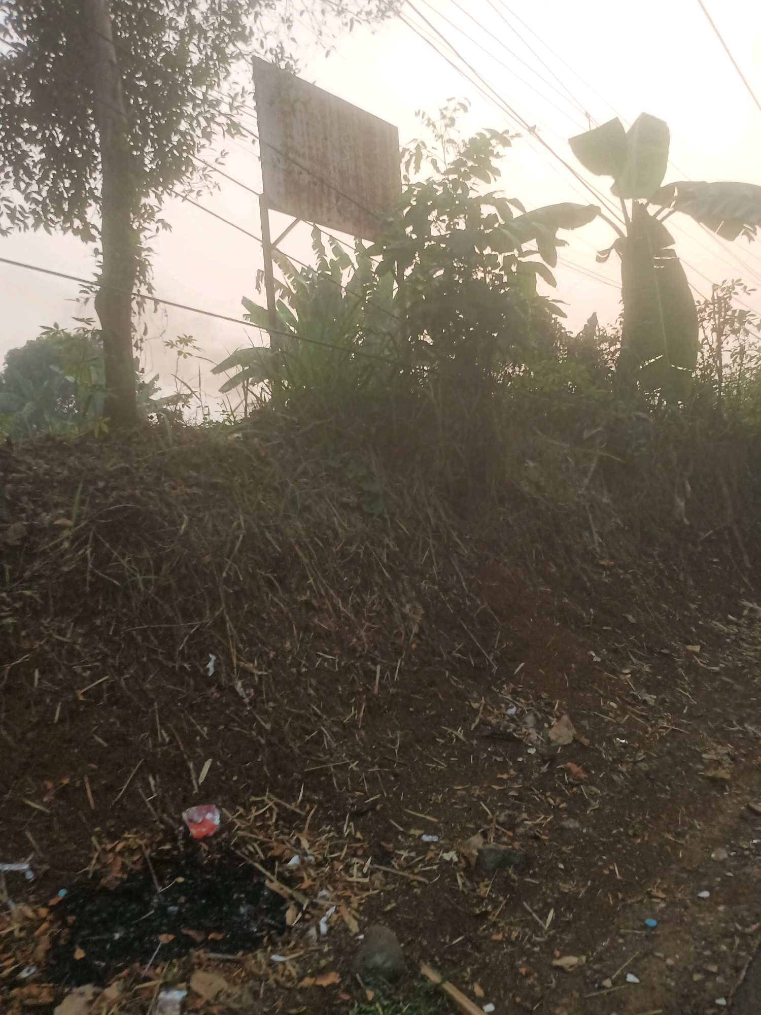 This image depicts an outdoor scene in Ciseeng, Indonesia, characterized by overgrowth and debris. A steep, dirt embankment covered in dry grass and twigs dominates the foreground. Scattered across the embankment are various pieces of litter, including a crushed red plastic item, a small white piece of paper, and other unidentifiable fragments.
Behind the embankment, a line of vegetation stretches across the middle ground, featuring dense foliage, banana trees with large leaves, and taller trees. A faded, rectangular sign made of corrugated metal is affixed to a metal pole, partially obscured by the leaves. Overhead, electrical wires crisscross the hazy, light-colored sky. The overall impression is one of a neglected roadside area.