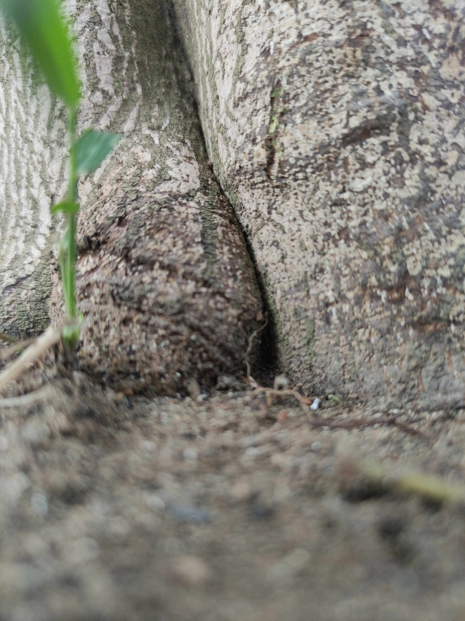 The image shows a close-up view of the base of a tree with two trunks that are fused together. The bark is rough and textured, with patches of moss and lichen. A small, green seedling is growing from the base of the tree. The ground around the tree is covered in dirt, small stones, and some dry leaves. The lighting suggests it is daytime. The location is identified as Tiudan, Indonesia.