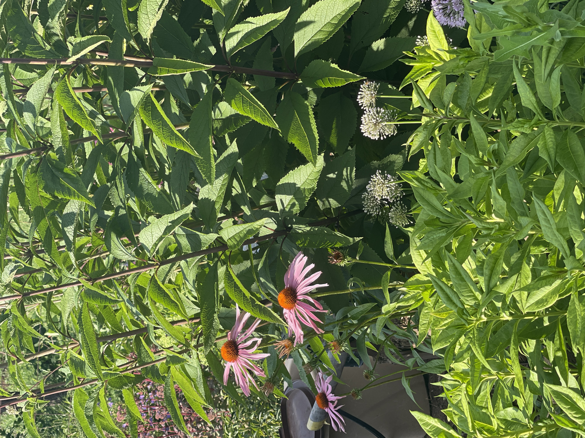 The image shows a close-up view of a garden in Tatar, Russia, with a variety of plants and flowers. In the foreground, there are several plants with bright green leaves and some flowering plants with delicate white spherical blossoms. Behind these, there are several pink coneflowers with orange centers, their petals drooping downwards. The coneflowers are on long, thin stems, and there are also some smaller buds visible. In the background, a dense hedge of large green leaves creates a lush backdrop. Sunlight filters through the leaves, casting shadows and highlighting the textures of the foliage. To the left, a portion of a brown planter or barrel is visible. The overall scene depicts a vibrant and well-maintained garden on a sunny day.