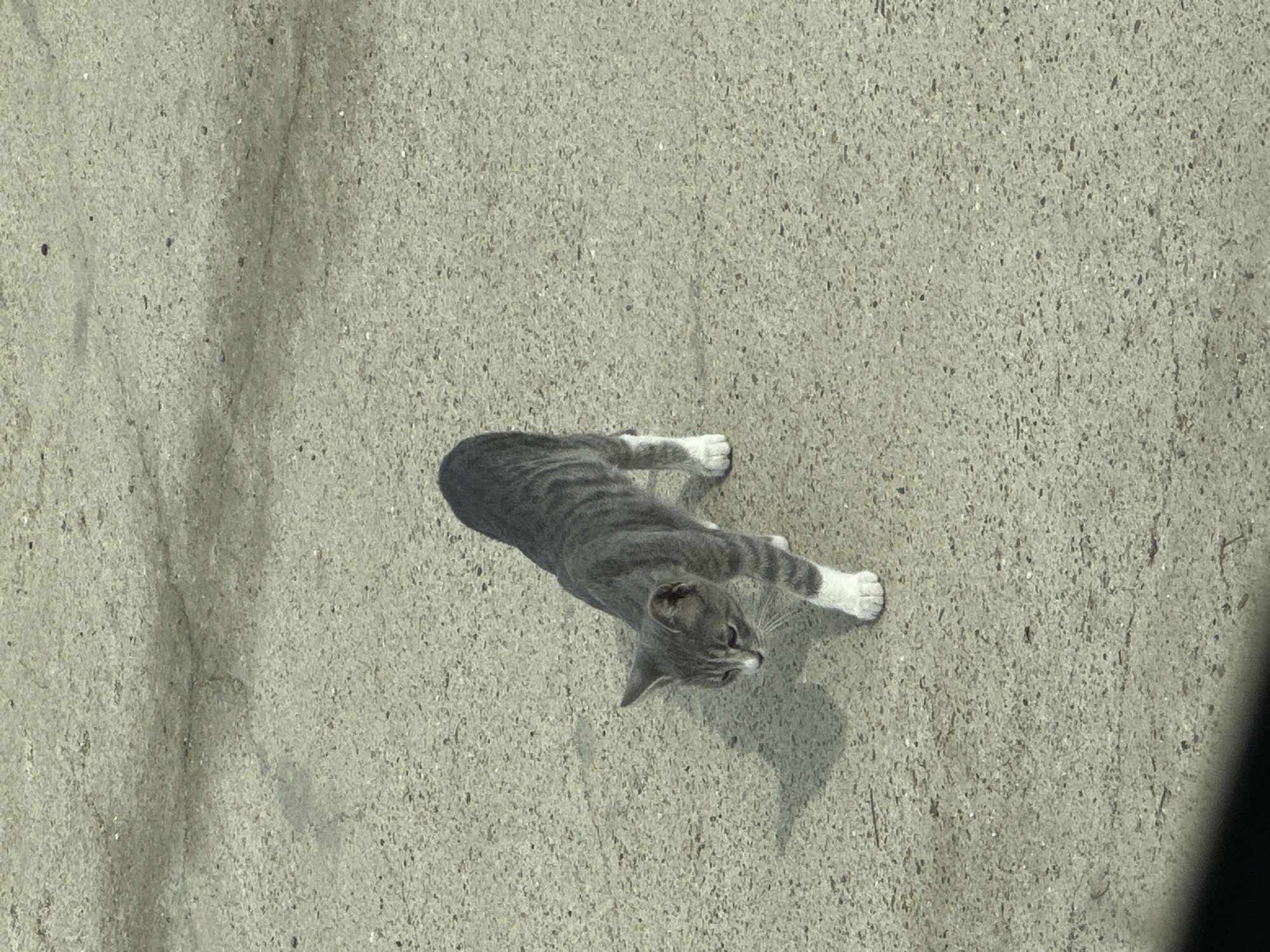 A grey and white striped cat walks across a concrete surface. The cat is facing left, with its head slightly lowered. Shadows are cast on the concrete, suggesting it is daytime. The background is out of focus, but appears to be an outdoor environment. There are no people visible in the image. The scene is neutral and does not provide information about the specific location within Industrialny, Russia.