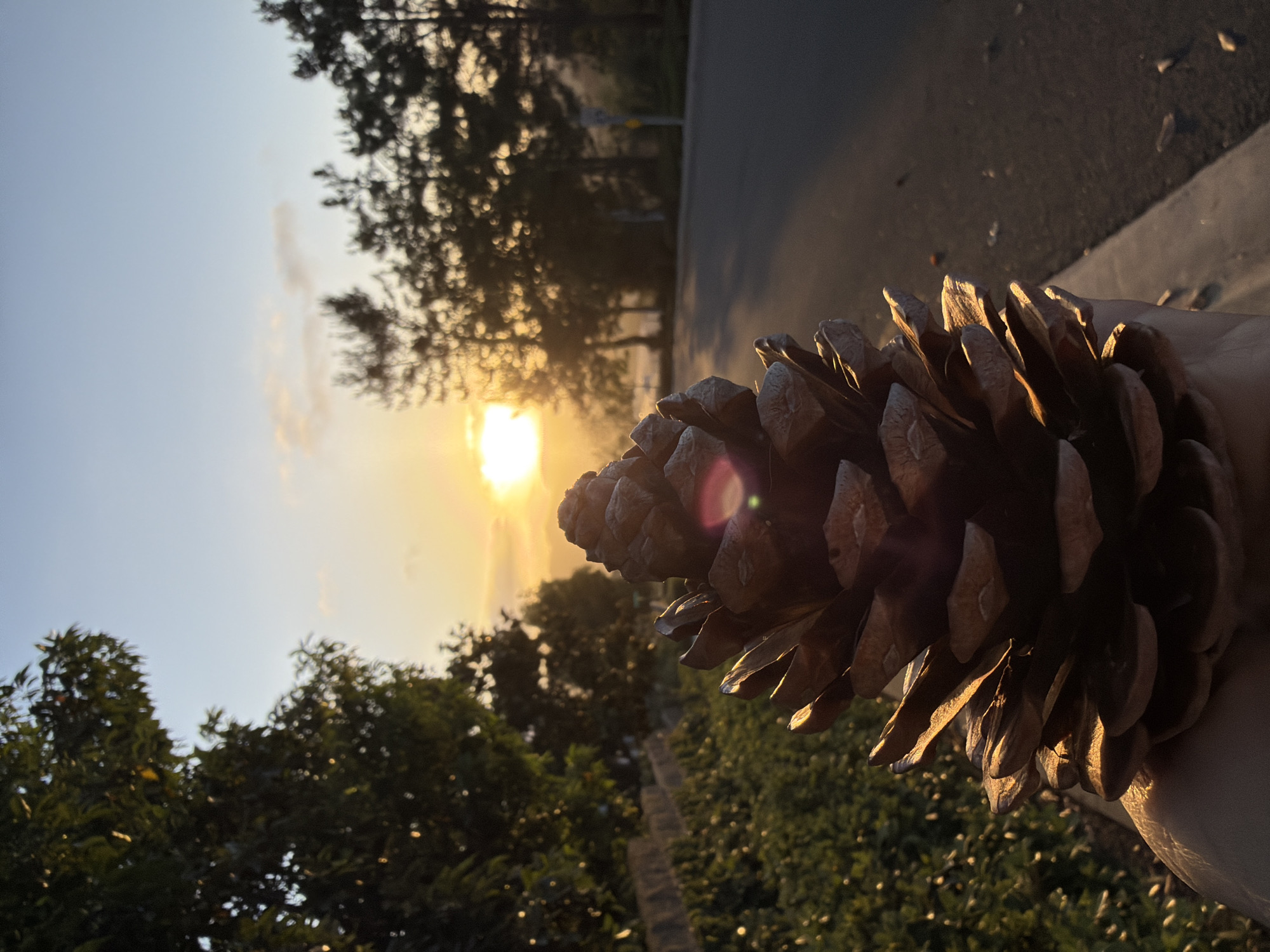 A close-up, low-angle shot shows a person's hand holding a large, brown pinecone in the foreground. The pinecone is illuminated by the golden light of a sunset, casting warm tones on its scales. Behind the pinecone, a paved road curves to the right, bordered by a lush green embankment on the left and a line of silhouetted trees on the right. The sky above is a gradient of pale blue and orange, with a few wispy clouds. The overall setting suggests an outdoor scene in a suburban or natural environment during the late afternoon or early evening. The specific location in Aliso Viejo, United States of America, is not visually identifiable from the image content.
