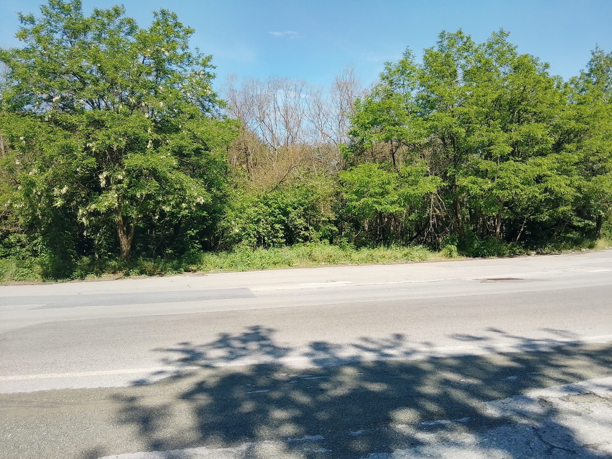 A bright, sunny outdoor scene captures a paved road alongside dense woodland and natural vegetation. In the foreground, tree shadows with intricate leaf patterns are cast distinctly across the light gray asphalt road surface, which features faint white markings.
To the left, a large, vibrant green deciduous tree, likely a Black Locust, is prominently displayed, adorned with numerous clusters of white blossoms. Its foliage is lush and full. Towards the center background, behind lower green shrubs, a section of trees with bare, brown branches stands out against the sky, contrasting with the surrounding greenery. On the right, another dense group of trees with fresh, light green leaves forms a verdant backdrop.
The sky above is a clear, bright blue with only a wispy cloud visible, indicating excellent weather conditions. The sharp, well-defined shadows suggest a sunny day, likely during late morning or early afternoon. The overall setting appears to be a natural or semi-rural environment, possibly along a country or less-trafficked road. No people, animals, vehicles, or discernible text are present in the image.