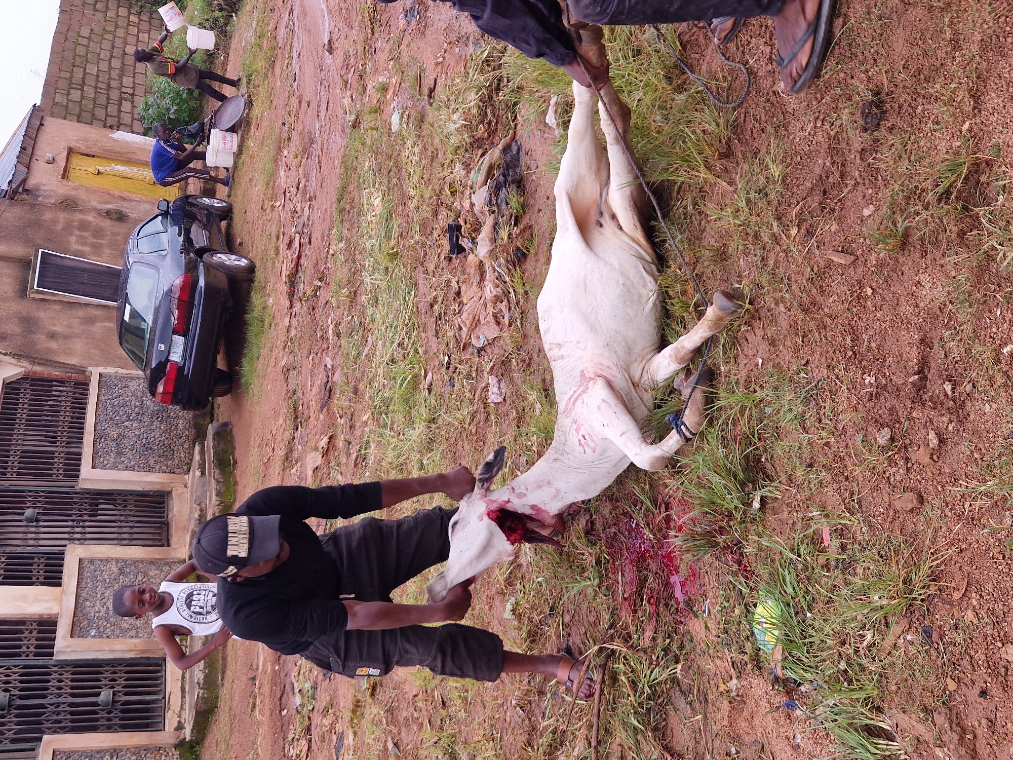 In Jos, Nigeria, a scene of an animal slaughter is depicted. A deceased white cow lies on the ground, its head severed and blood staining the surrounding red soil and green grass. A man wearing a black shirt, black pants, and a black baseball cap kneels over the cow, holding its head with his hands. Beside him, a young boy in a white tank top and dark shorts observes the scene. In the background, a black sedan is parked near a building with a metallic gate and a yellow door. Two other individuals are visible near the car, one in a blue shirt and dark pants, the other in a camouflage-colored shirt and black pants, both interacting with buckets. The environment appears to be an outdoor, unpaved area with scattered debris.